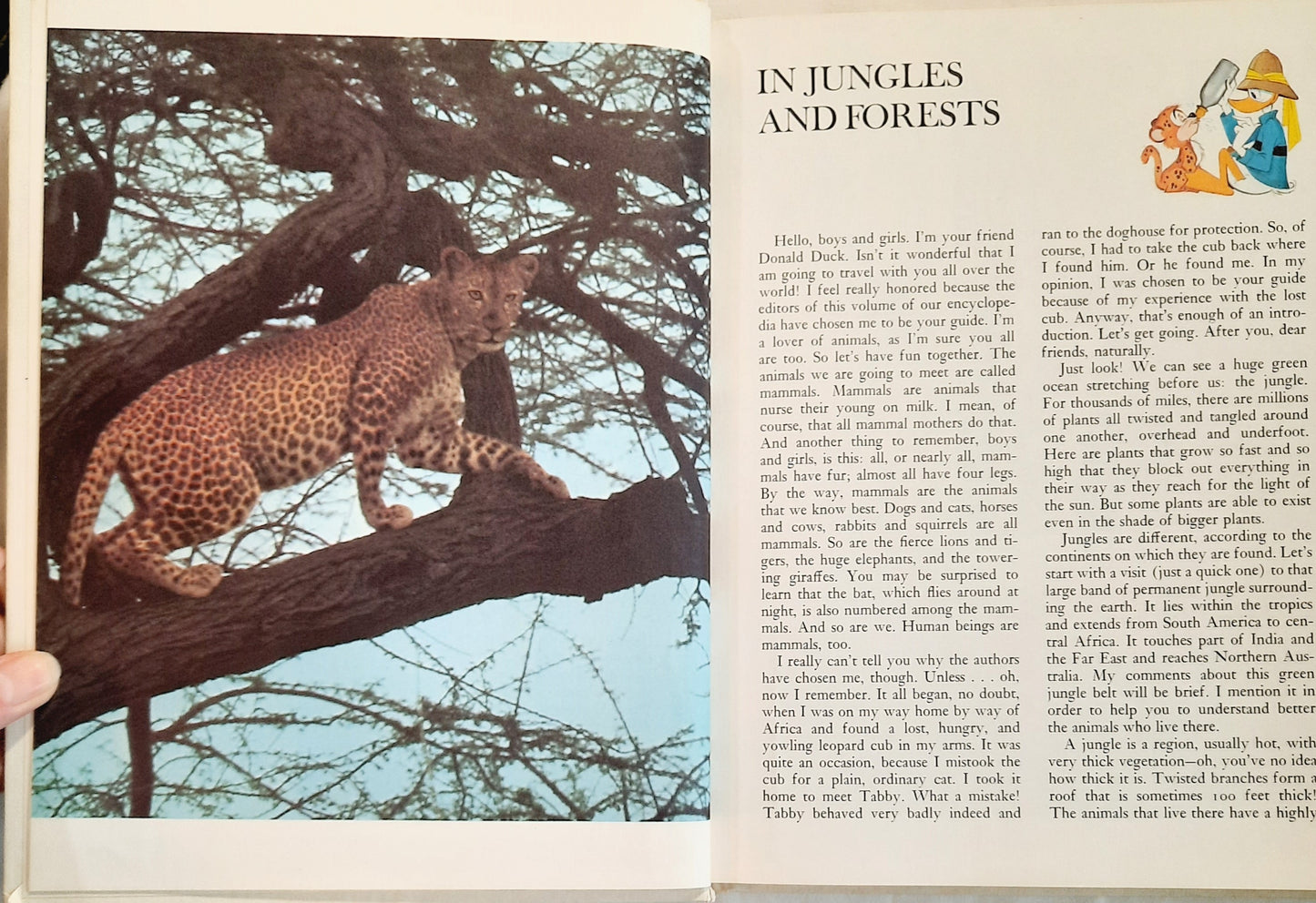 Disney's Wonderful World of Knowledge: Animals (Very Good, 1973, HC, 126 pages, Grolier Enterprises)earing) (Copy)