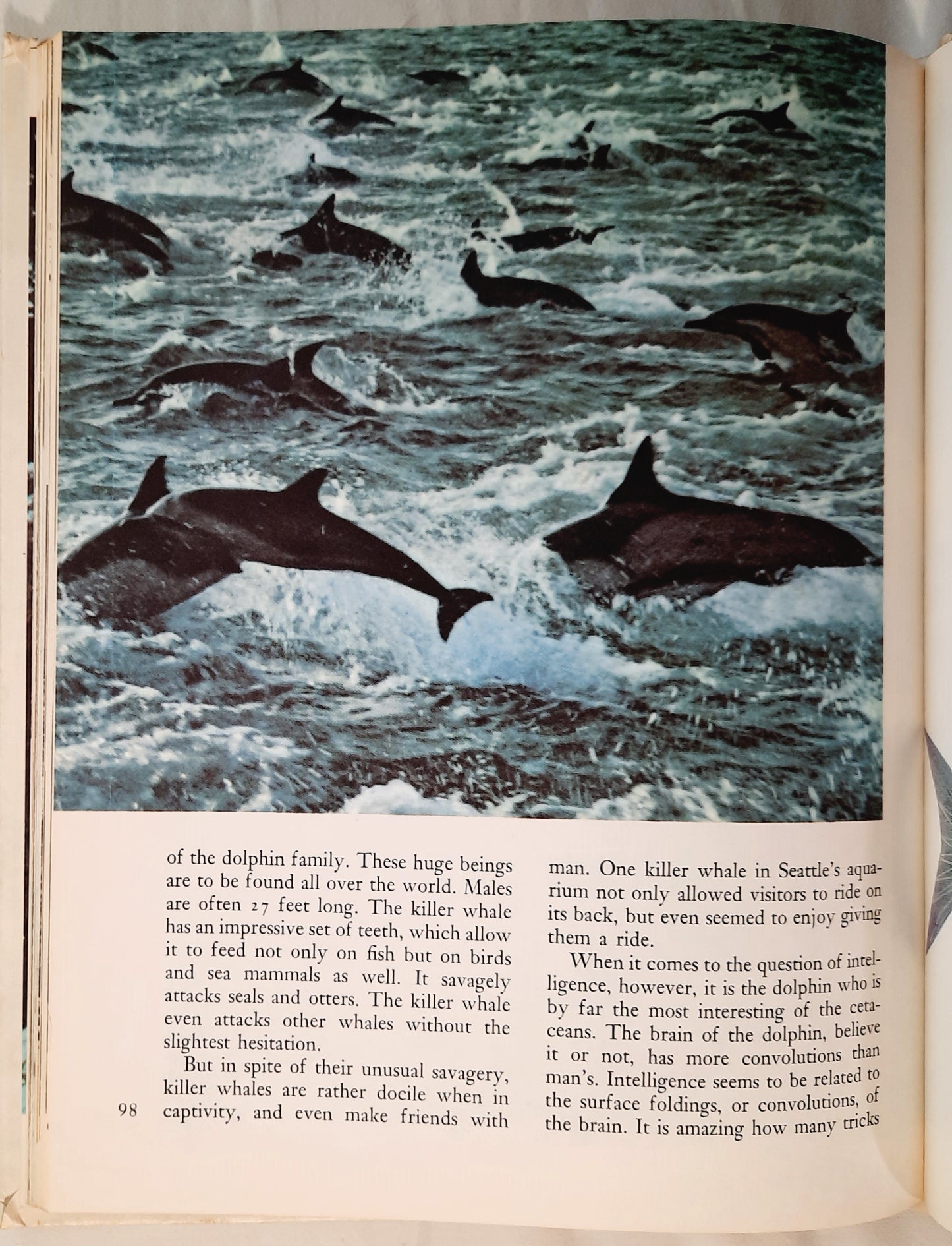 Disney's Wonderful World of Knowledge: Animals (Very Good, 1973, HC, 126 pages, Grolier Enterprises)earing) (Copy)