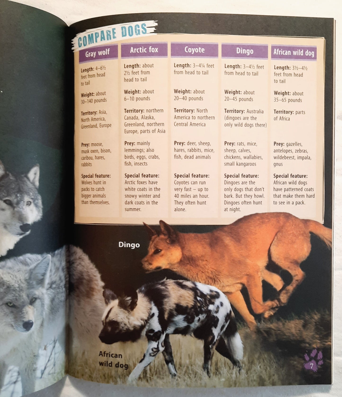 Investigate Predators: Wild Dogs by Lynette Evans (Very Good, Pbk, 2008, Scholastic, 28 pages)