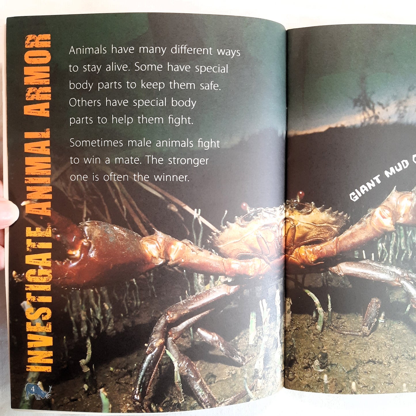 Investigate Survival: Animal Armor by Lynette Evans (Good, 2008, Pbk, Scholastic, 28 pages)
