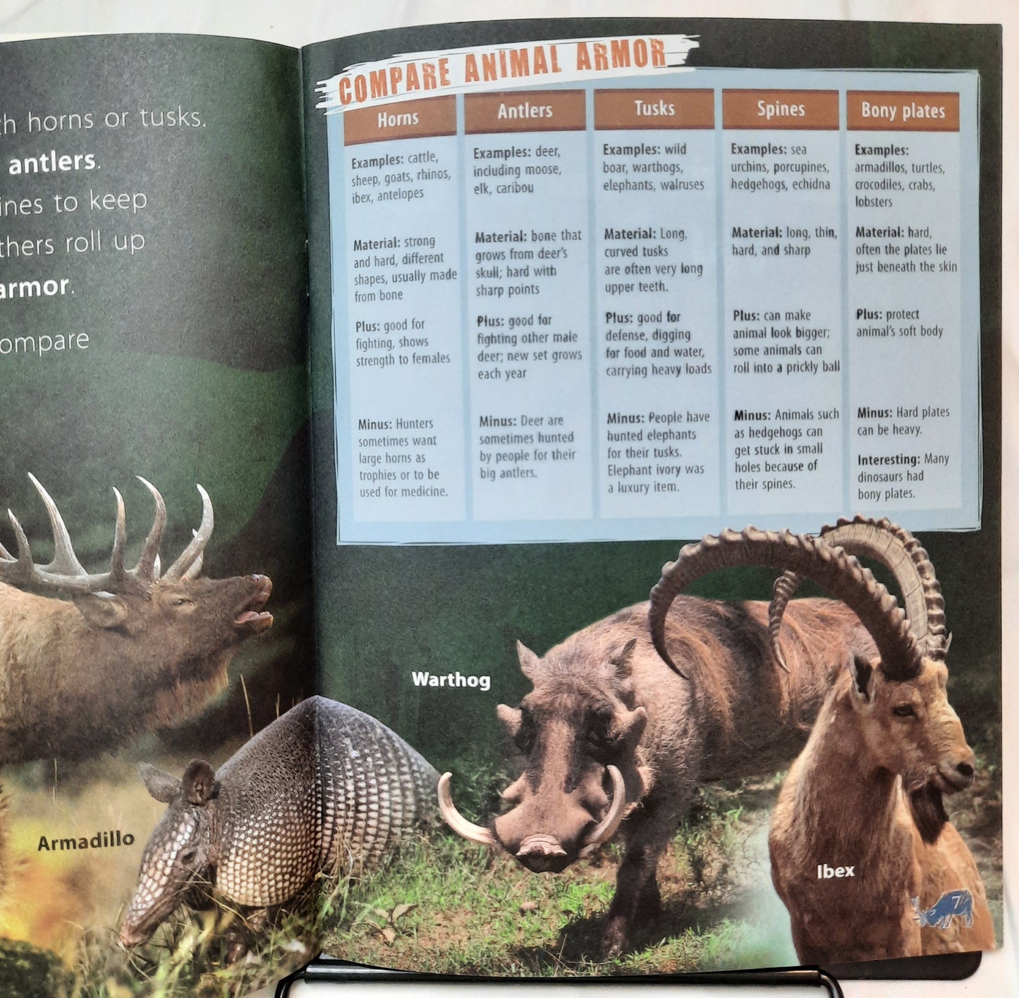 Investigate Survival: Animal Armor by Lynette Evans (Good, 2008, Pbk, Scholastic, 28 pages)