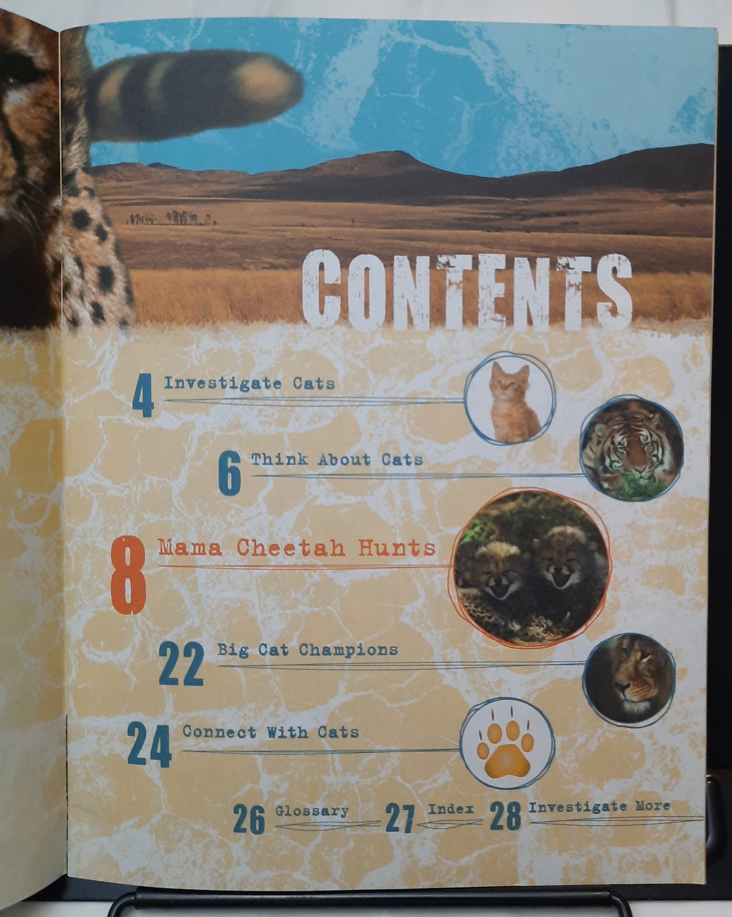 Investigate Predators: Big Cats by Lynette Evans (Good, 2008, Scholastic, 28 pages)