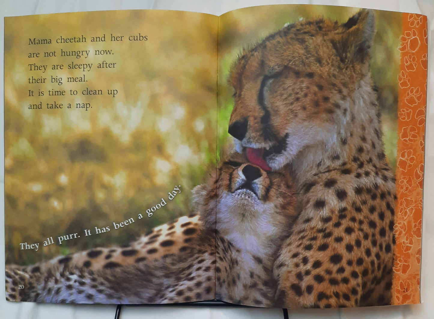 Investigate Predators: Big Cats by Lynette Evans (Good, 2008, Scholastic, 28 pages)