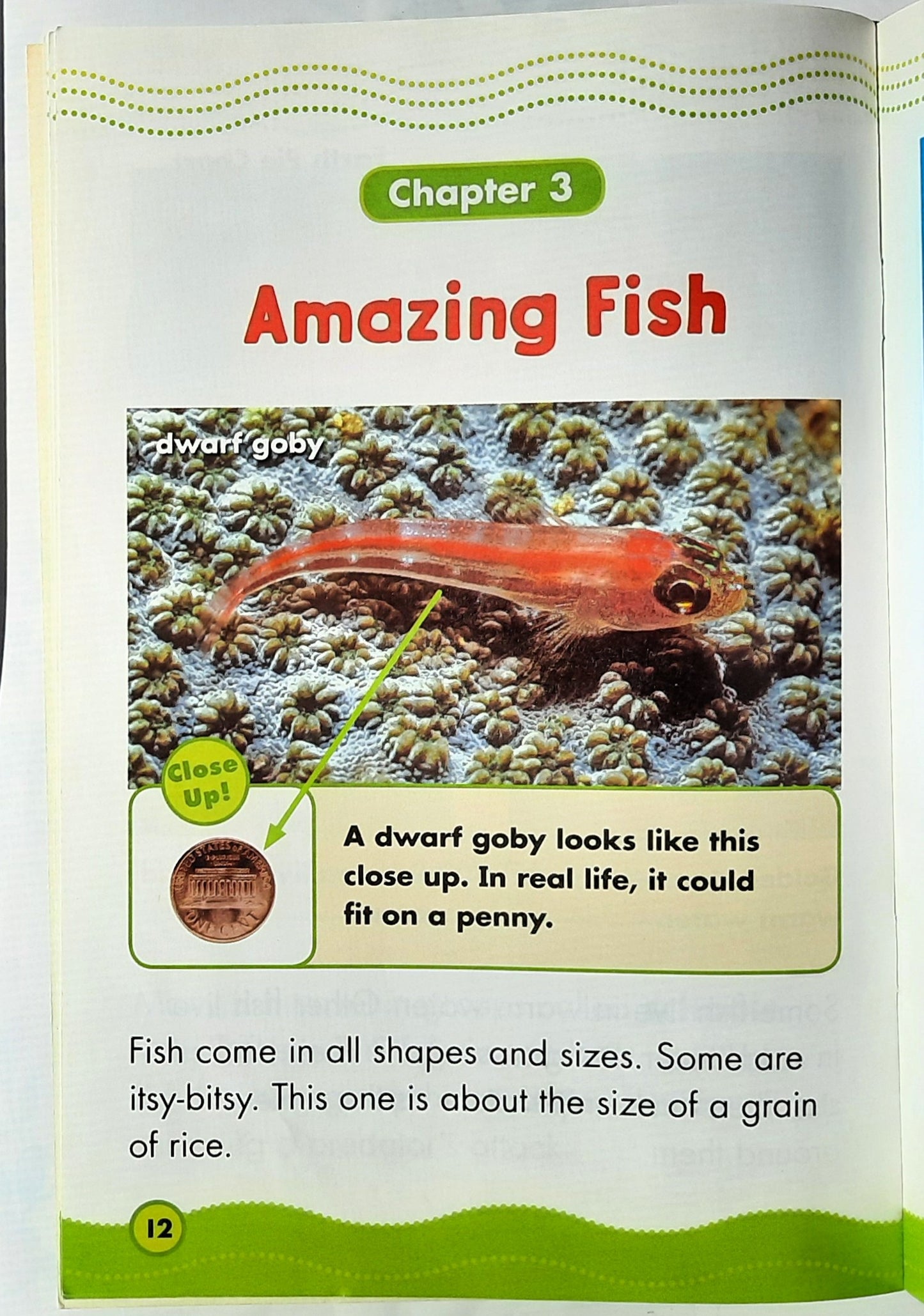 Science Vocabulary Readers: Fantastic Fish by Elizabeth Bennett (Very good, 2009, Pbk, 16 pages, Scholastic)