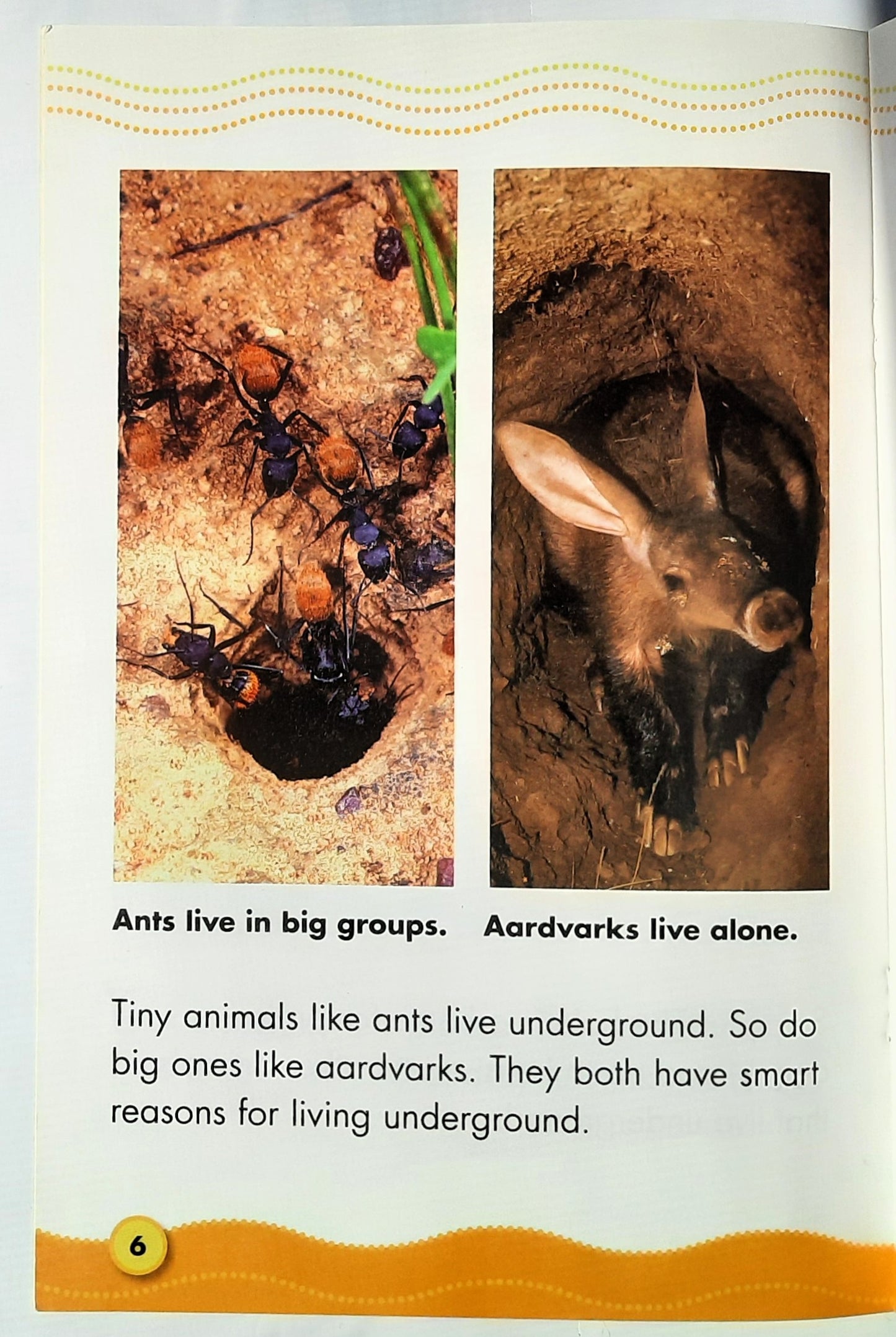 Science Vocabulary Readers: Underground Homes by Jeff Bauer (Very good, 2007, Pbk, 16 pages, Scholastic)