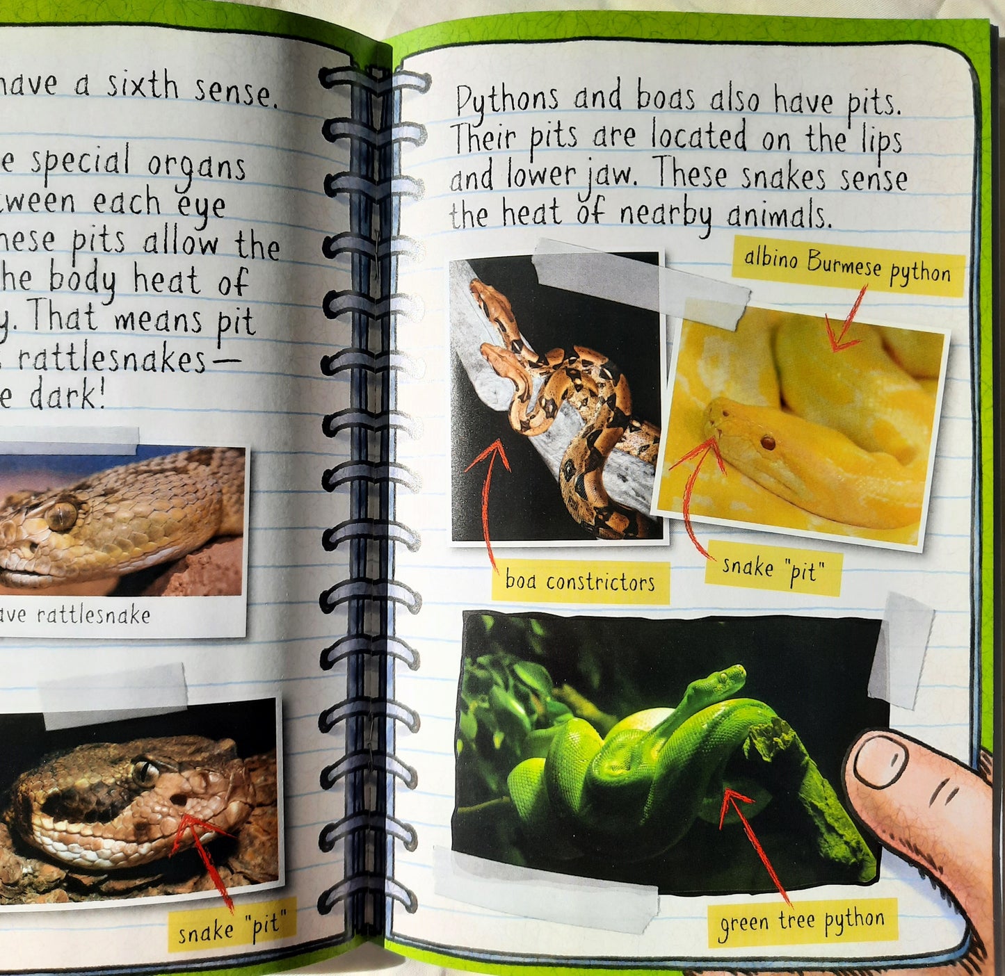 Fly Guy Presents: Snakes by Tedd Arnold (NEW, 2016, Pbk, 32 pages, Scholastic)