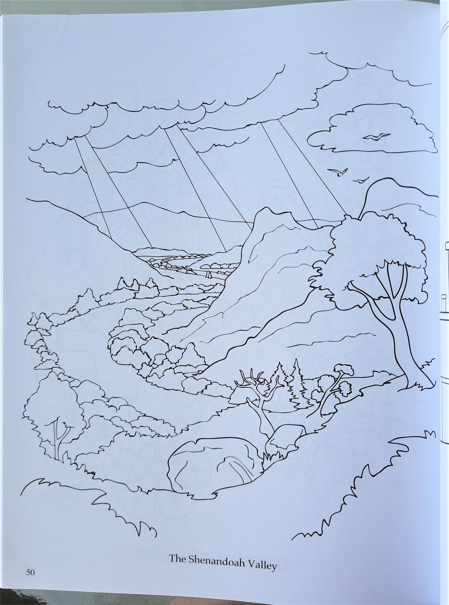 Who Is My Neighbor? Coloring Book by David Webb (New, 2012, Pbk, 64 pages, Apologia Press)