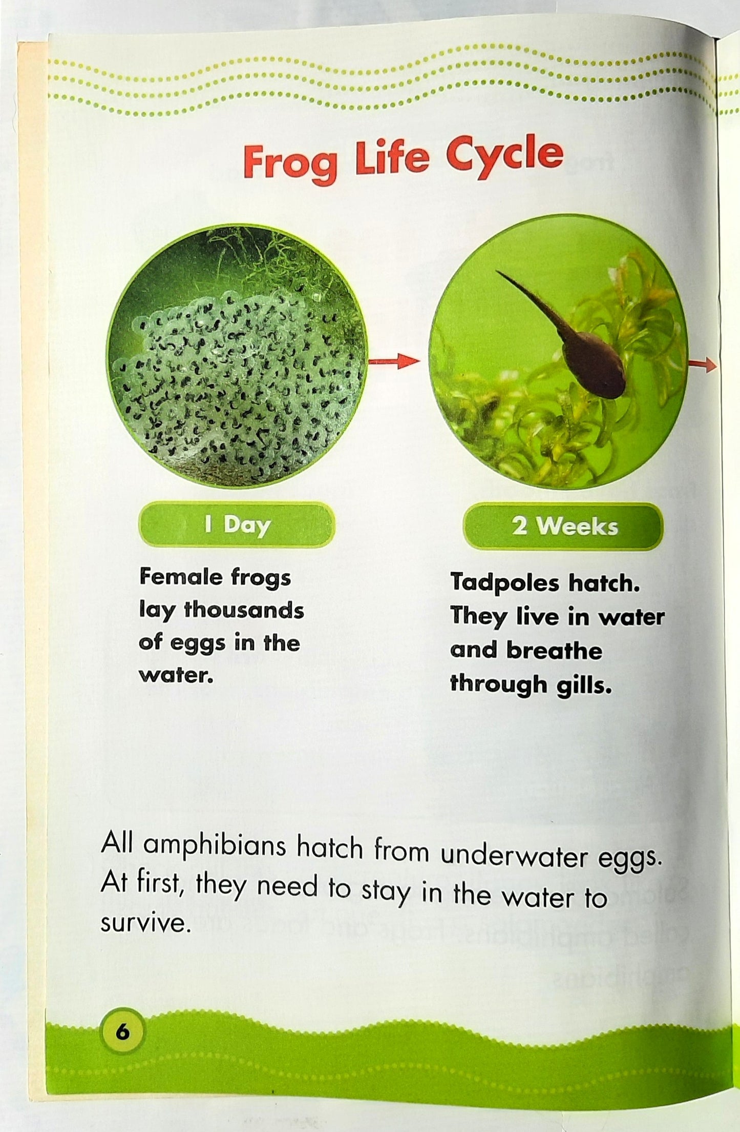 Science Vocabulary Readers: Awesome Amphibians by Jeff Bauer (Very good, 2009, Pbk, 16 pages, Scholastic)