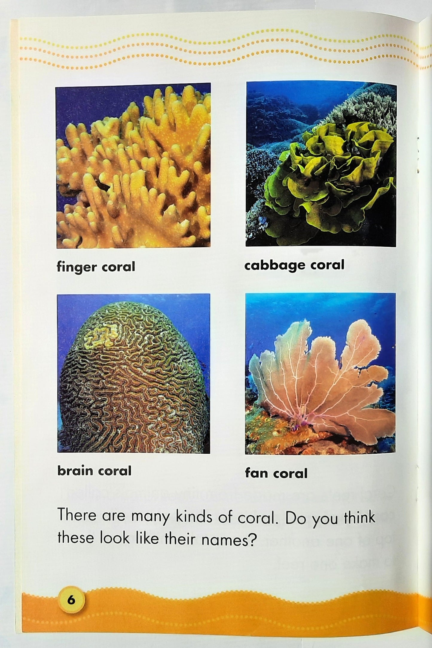 Science Vocabulary Readers: Coral Reef Homes by Jeff Bauer (Very good, 2007, Pbk, 16 pages, Scholastic)