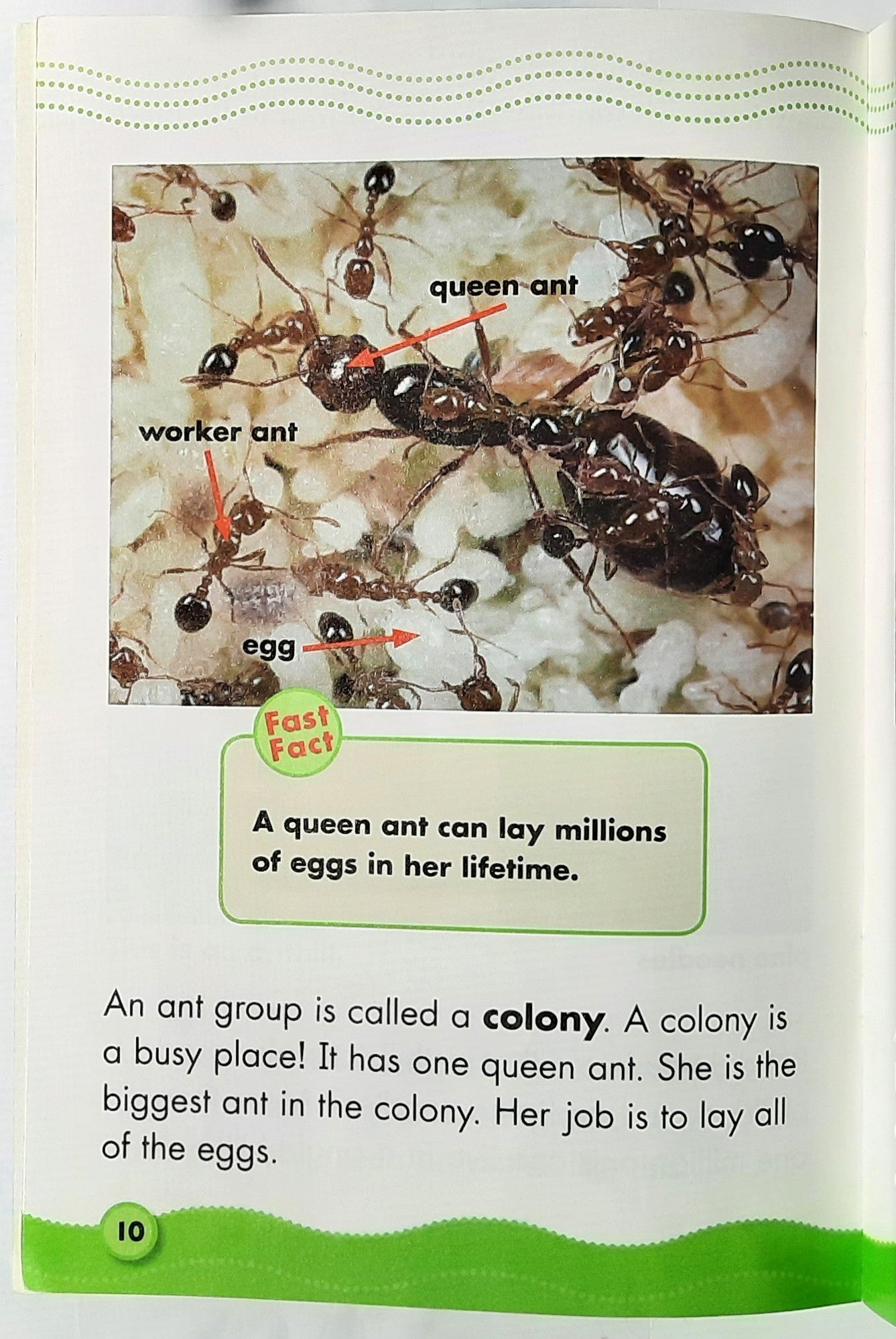 Science Vocabulary Readers: Fantastic Ants by Elizabeth Bennett (Very good, 2008, Pbk, 24 pages, Scholastic)