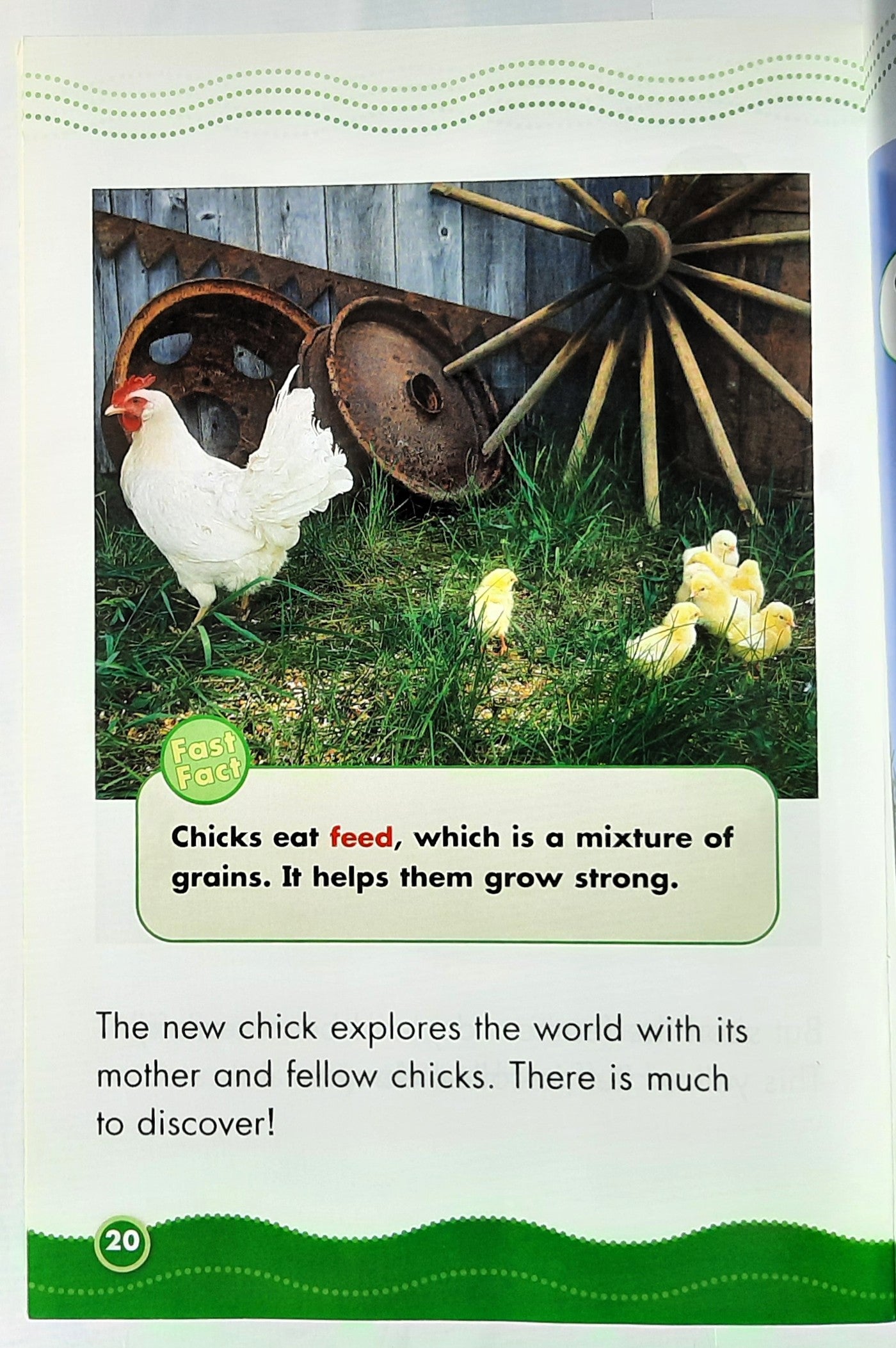 Science Vocabulary Readers: Chick Life Cycle by Elizabeth Bennett (Very good, 2007, Pbk, 24 pages, Scholastic)