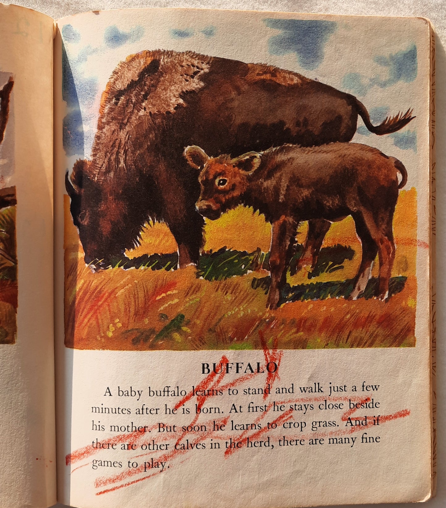 Wild Animal Babies by Kathleen N. Daly (Acceptable, 1972, HC, 24 pages, A Golden Book)