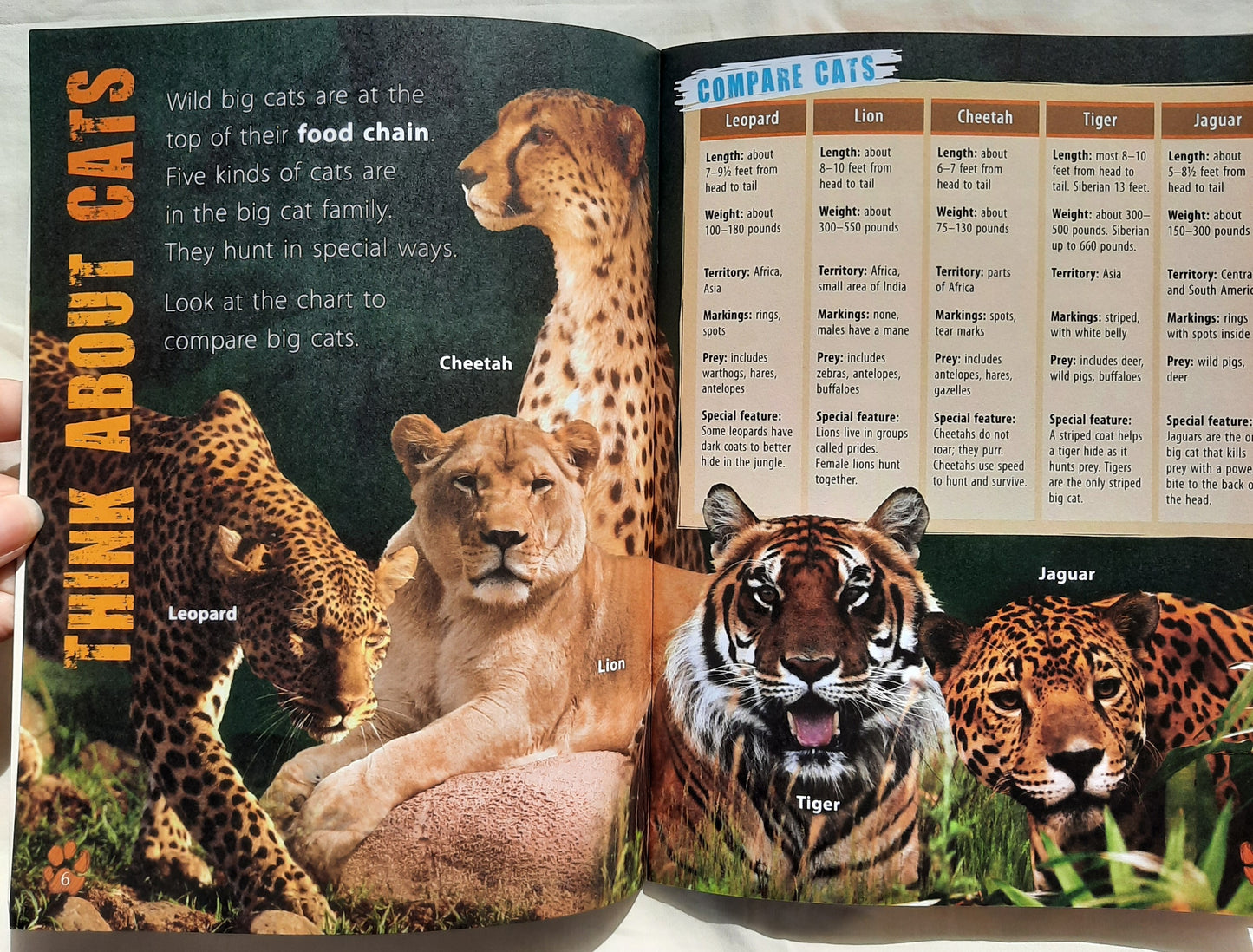 Investigate Predators: Big Cats by Lynette Evans (Good, 2008, Scholastic, 28 pages)