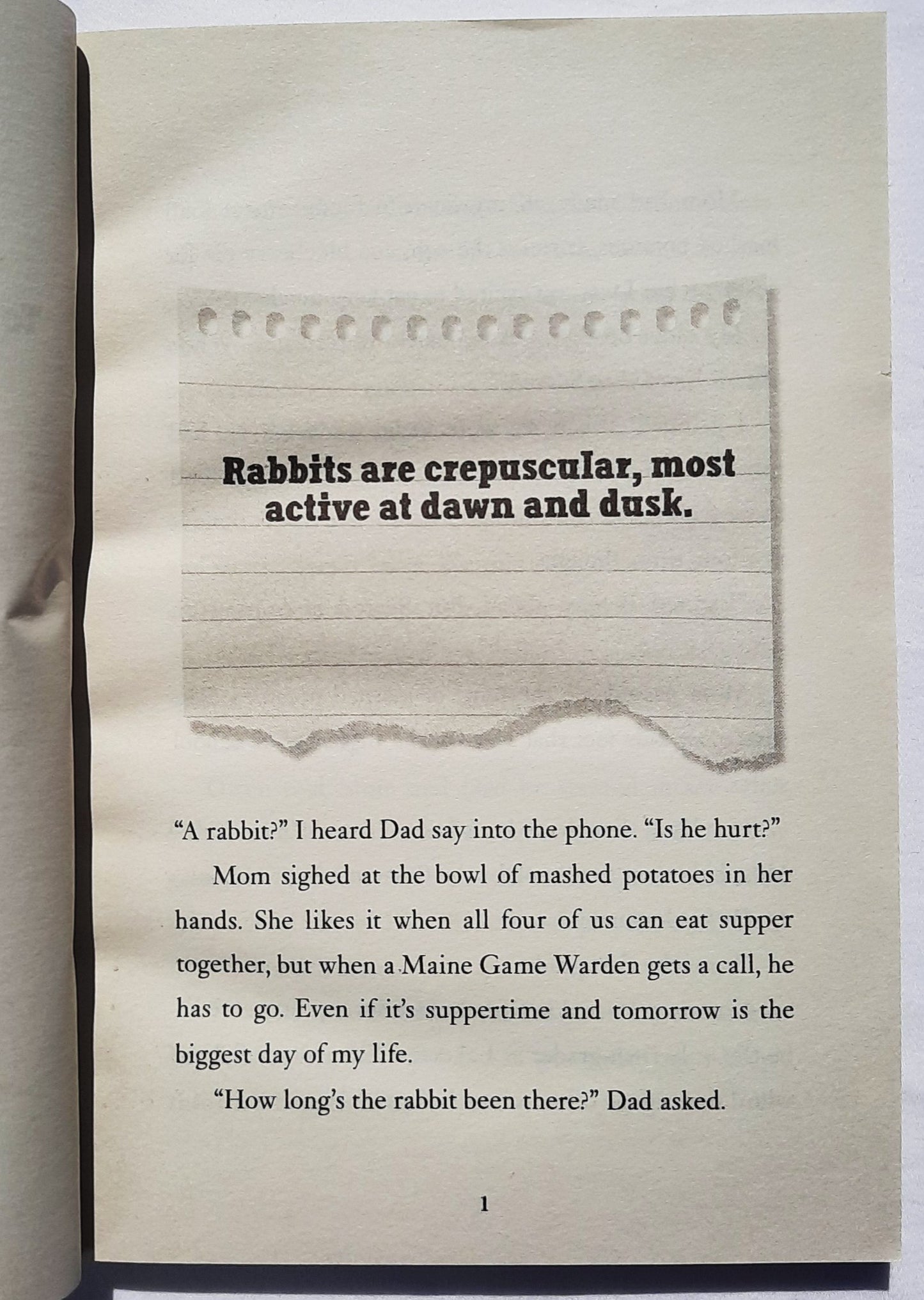 Because of the Rabbit by Cynthia Lord (New, 2019, Pbk, 192 pages, Scholastic)
