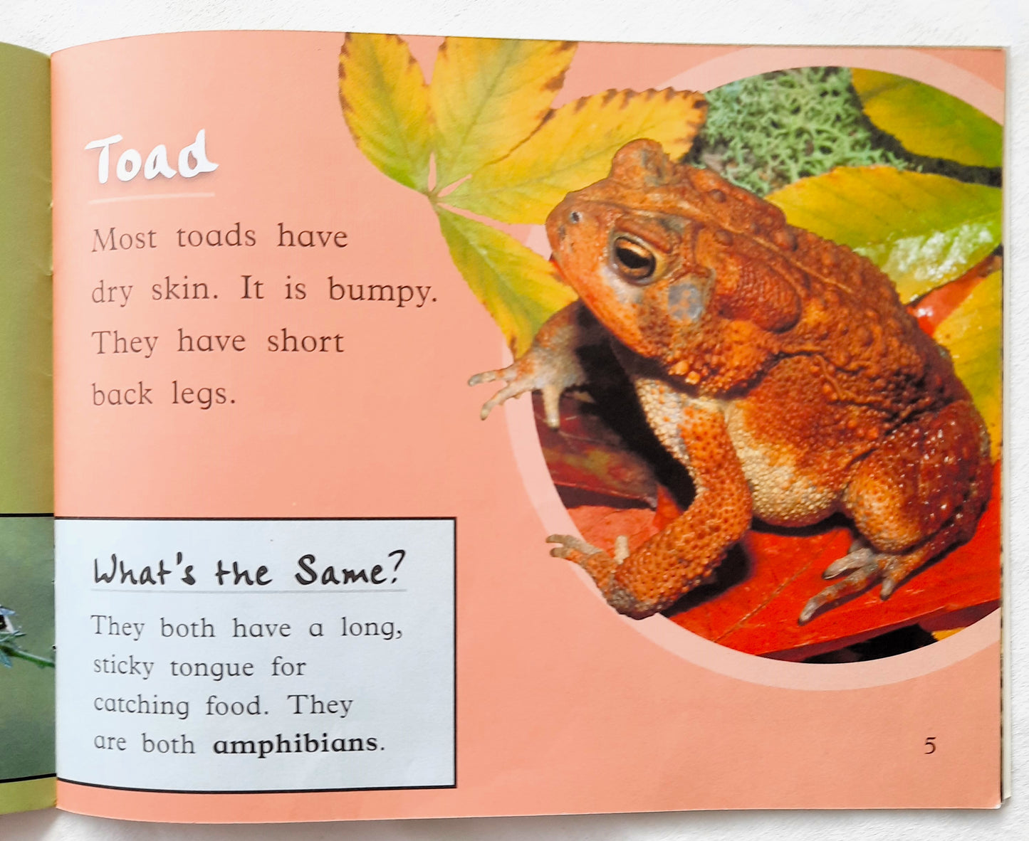 What's the Difference by Vanessa Rhodes (Very good, 2007, Pbk, 16 pages, Scholastic)