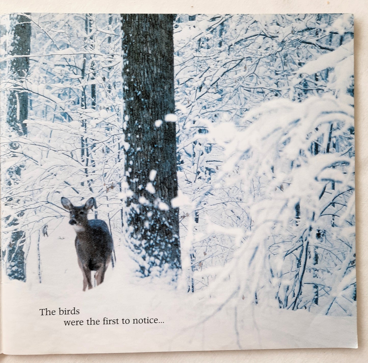 Stranger in the Woods by Carl R. Sams II; Jean Stoick (Very Good, 2014, Pbk, 66 pages, Scholastic)