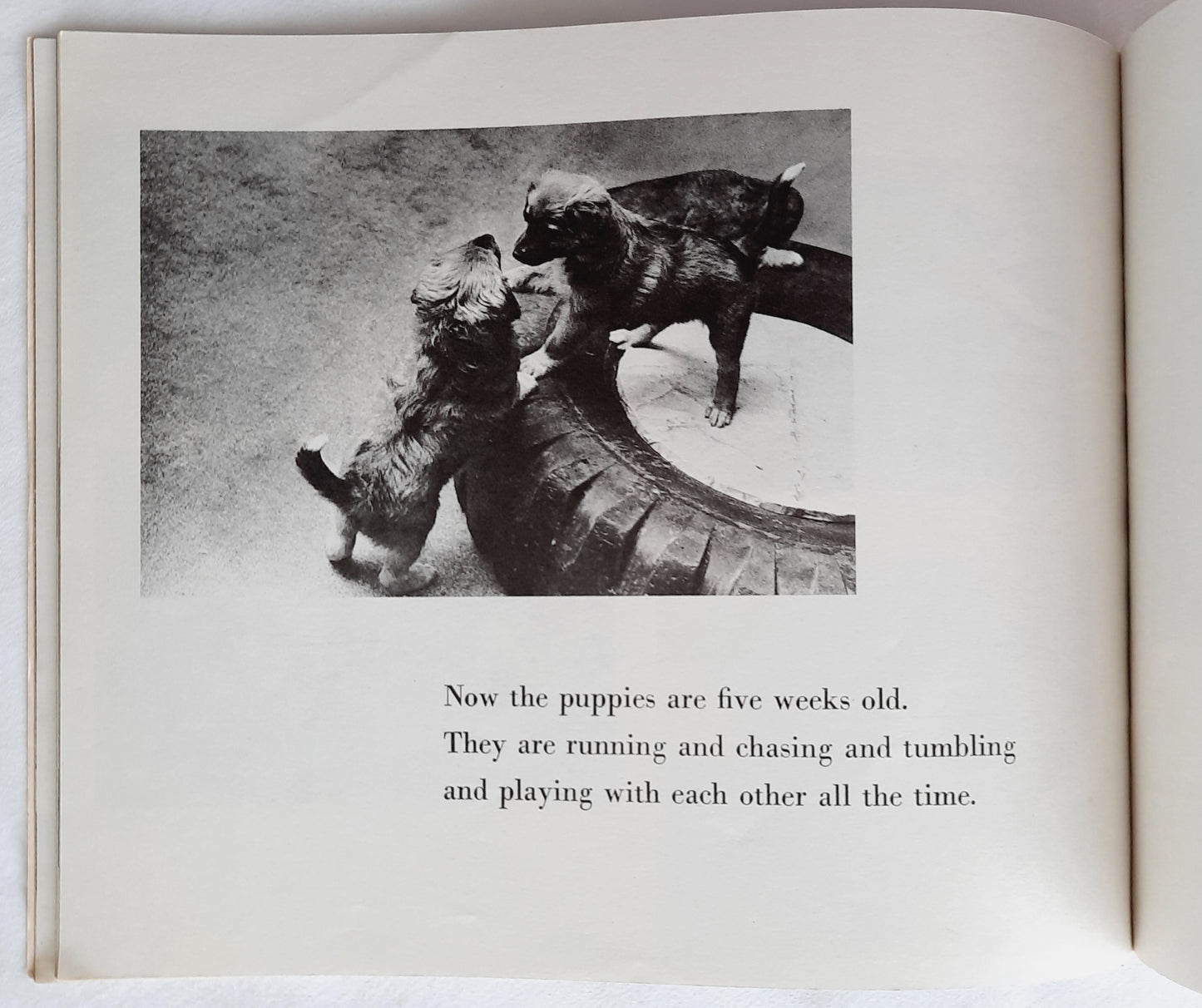How Puppies Grow by Millicent Selsam; Esther Bubley (Good, 1971, Pbk, 40 pages, Scholastic)