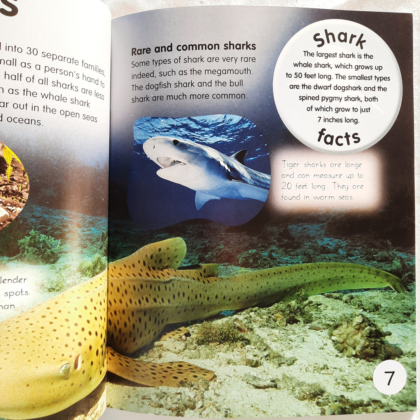 Animal Lives: Sharks by QEB/Teacher Created Resources (New, 2006, PBk, 32 pages)