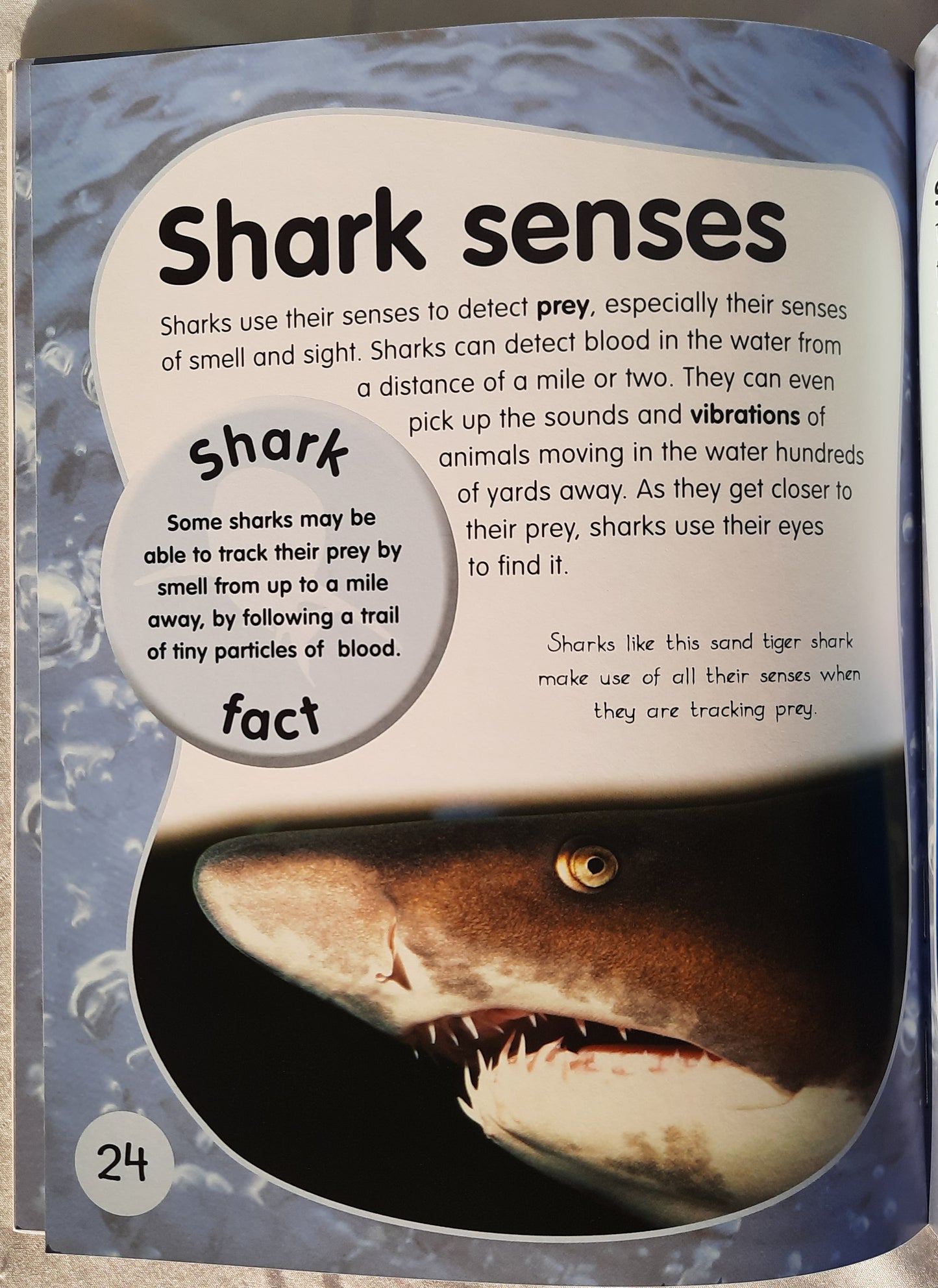 Animal Lives: Sharks by QEB/Teacher Created Resources (New, 2006, PBk, 32 pages)