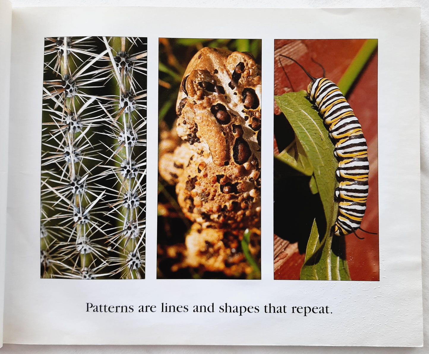 Lots and Lots of Zebra Stripes: Patterns in Nature by Stephen R. Swinburne (Good, 1998, Pbk, 32 pages, Boyds Mills Press)