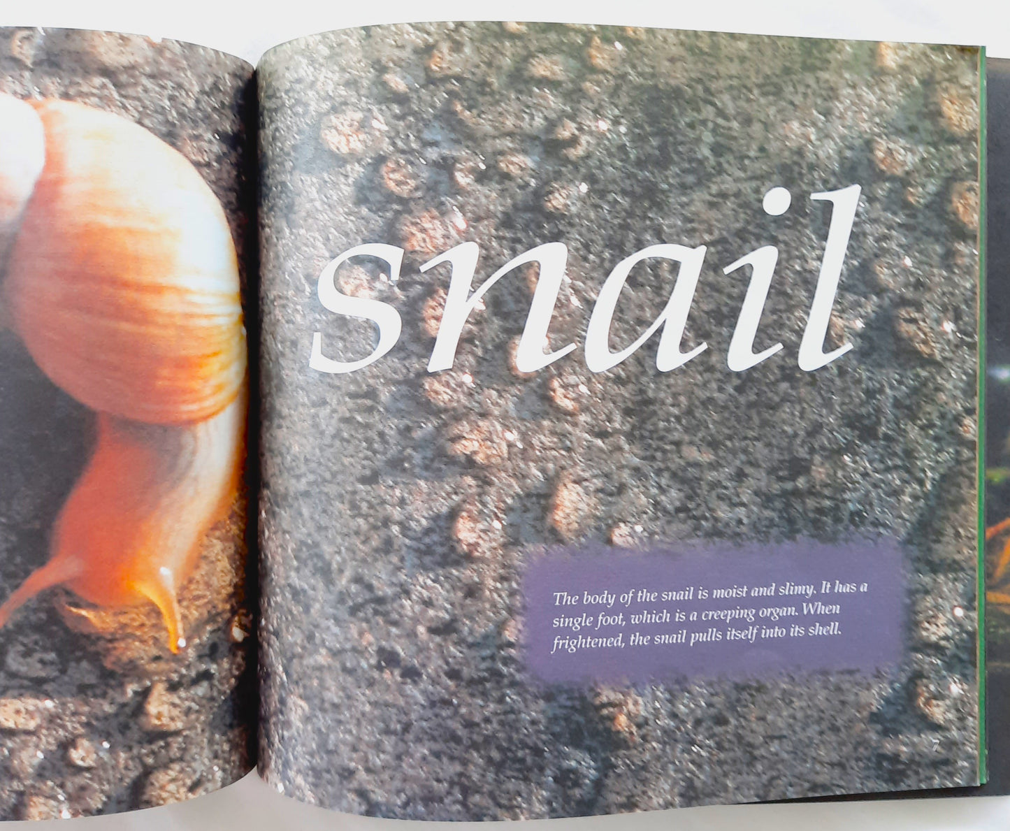 Least Things: Poems About Small Natures by Jane Yolen (Very good, 2003, Pbk, 32 pages, Scholastic)