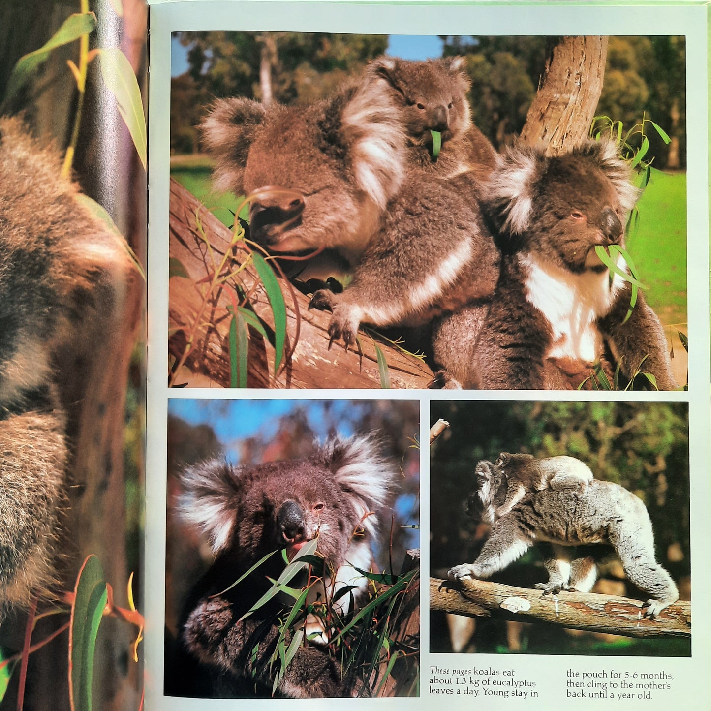 Colourful Australia Animals by Rubert Matthews (Very good, HC, 1991, Colour Library)