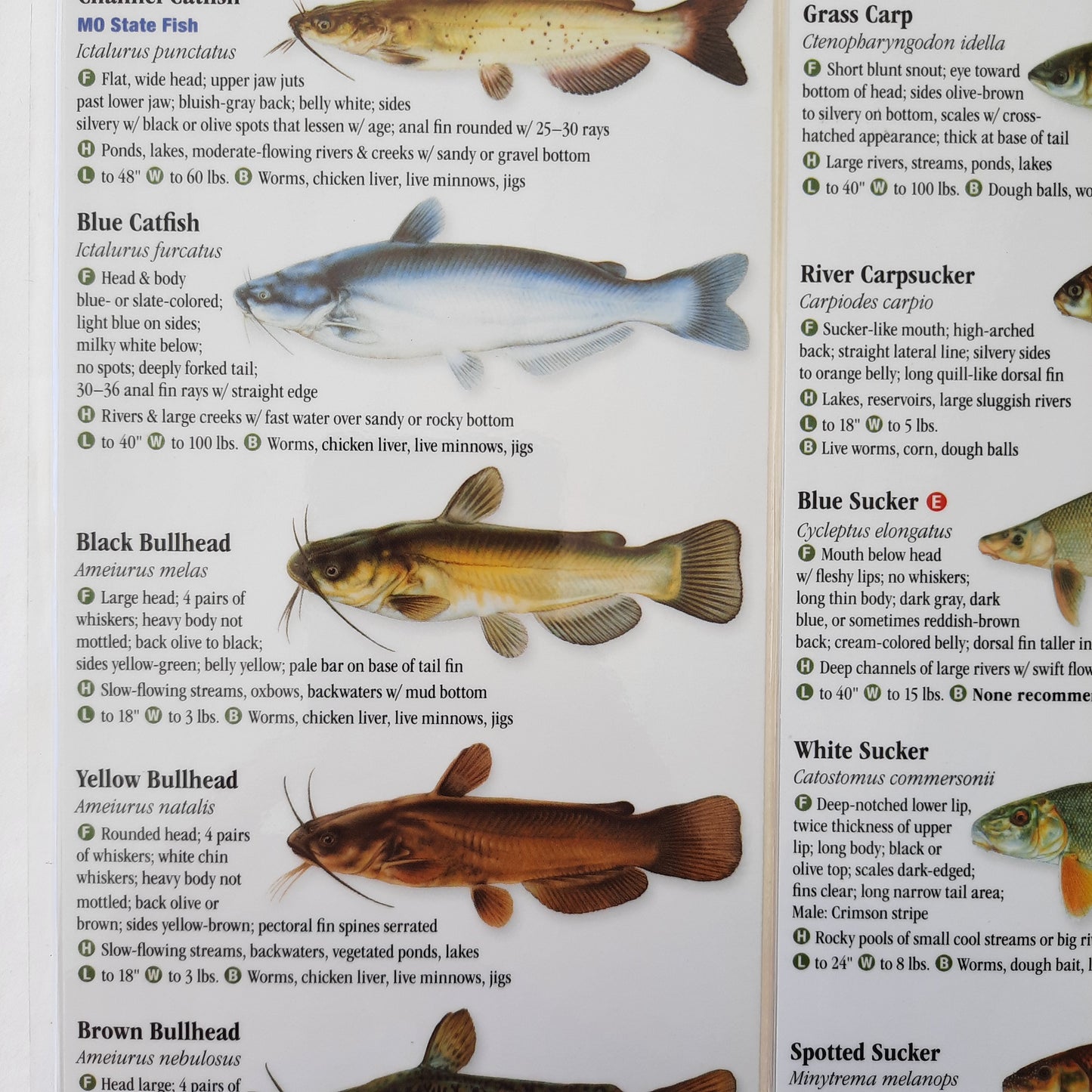 Freshwater Fishes of Missouri: A Guide to Game Fishes by Craig Springer (Like new, 2019, Waterproof)