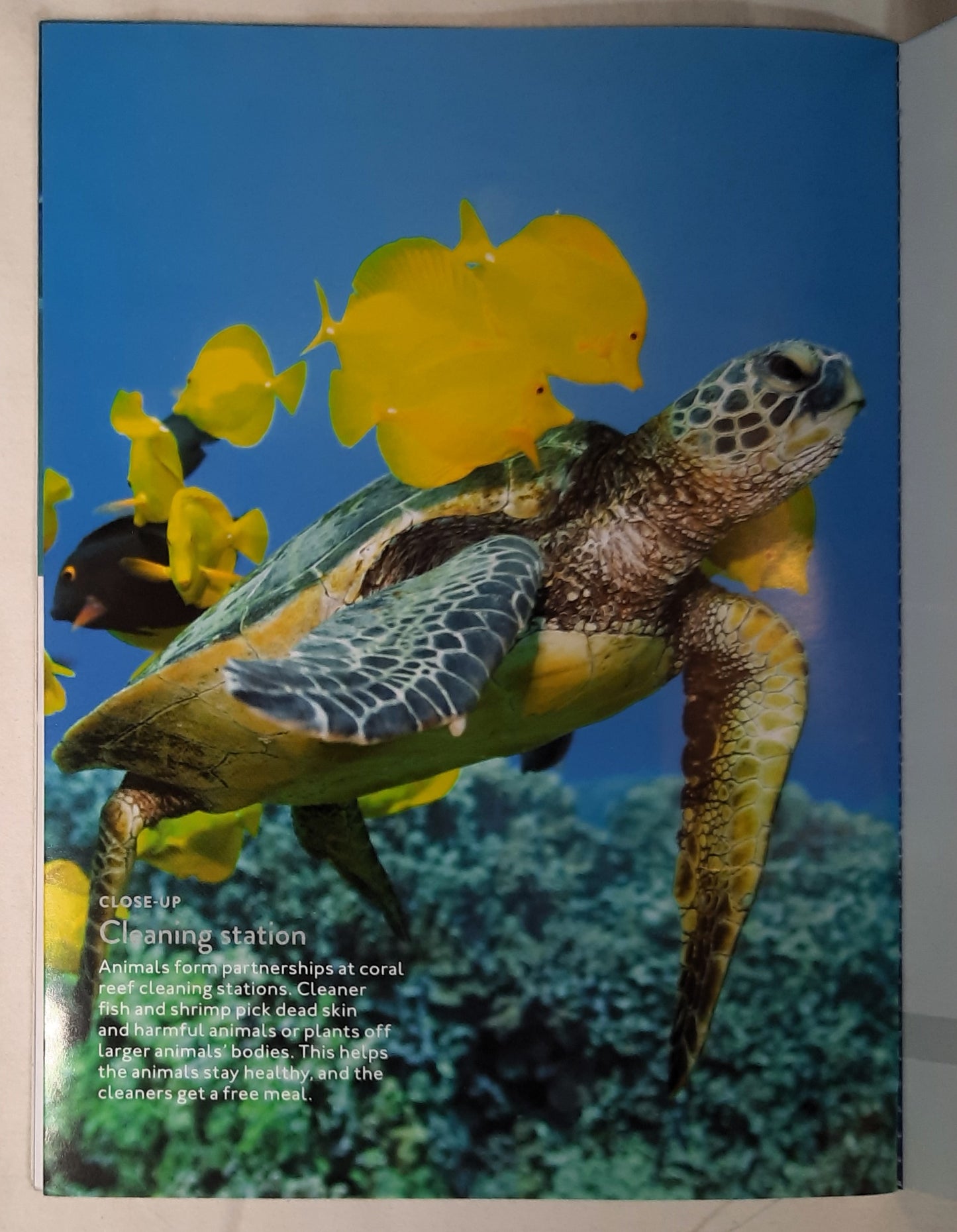 Spotlight on Nature: Sea Turtle by Melissa Gish (Good, 2020, Pbk, Creative Education/Braum's Kids' Meal)