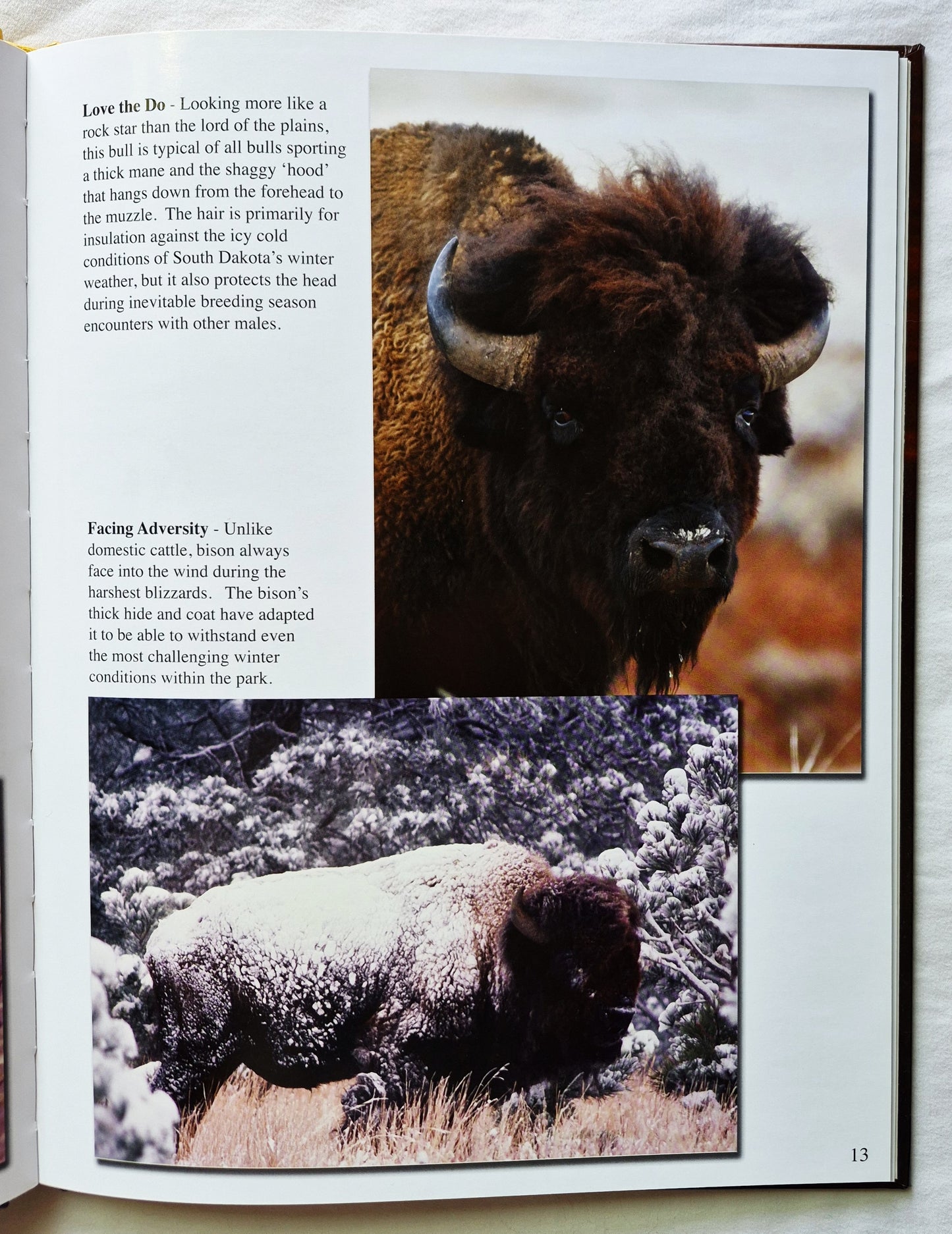 Tatanka: Four Seasons of Custer State Park von Mike Wolforth; Dwaine Tollefsrud (Neu, 2006, HC, 48 S., Fenske Media Corp)