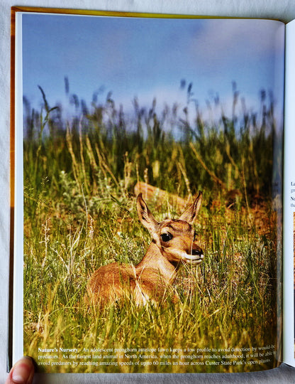 Tatanka: Four Seasons of Custer State Park von Mike Wolforth; Dwaine Tollefsrud (Neu, 2006, HC, 48 S., Fenske Media Corp)