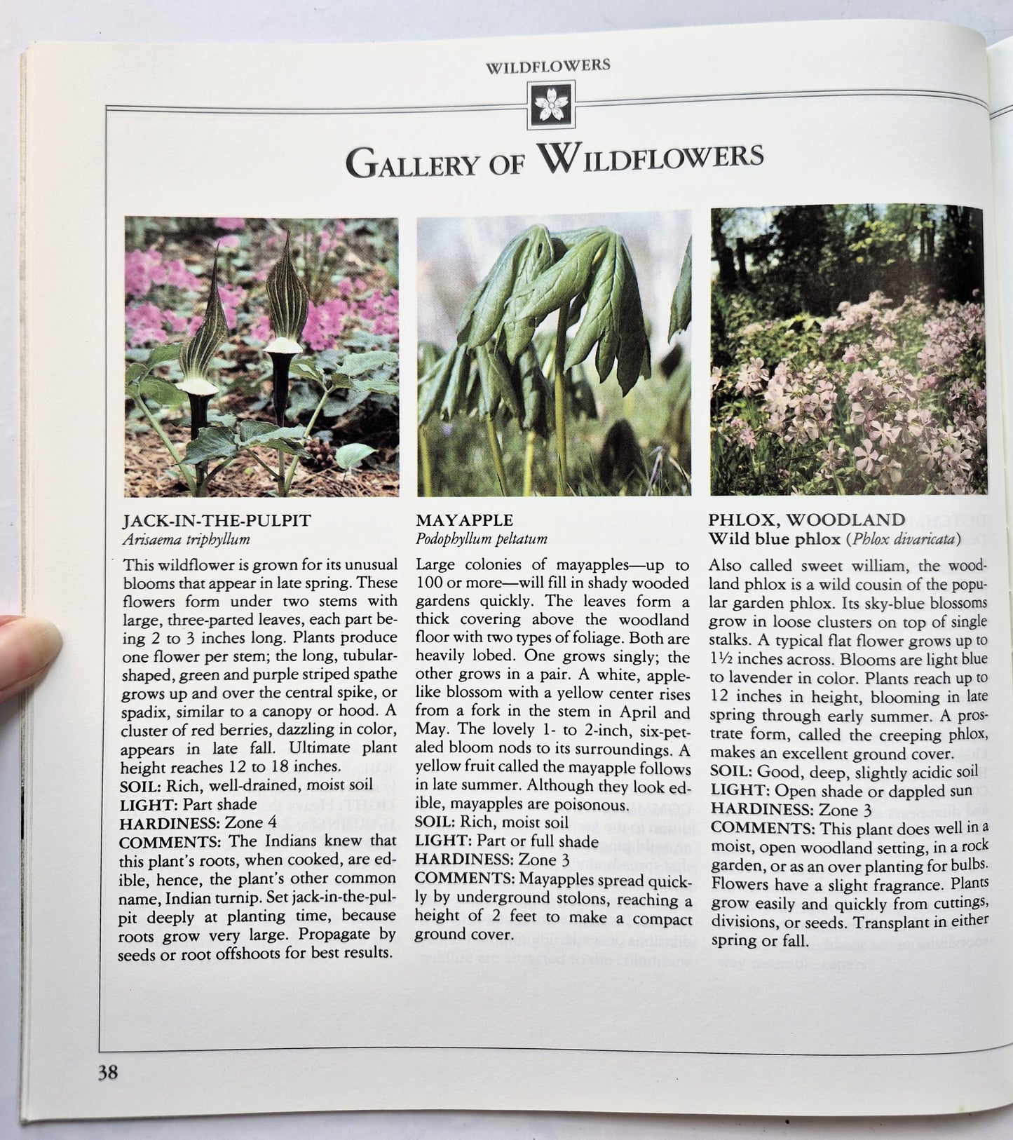Better Homes and Gardens Lawns, Ground Covers, and Vines Herausgeber Gerald Knox (Sehr gut, 1988, Taschenbuch, 48 S.)