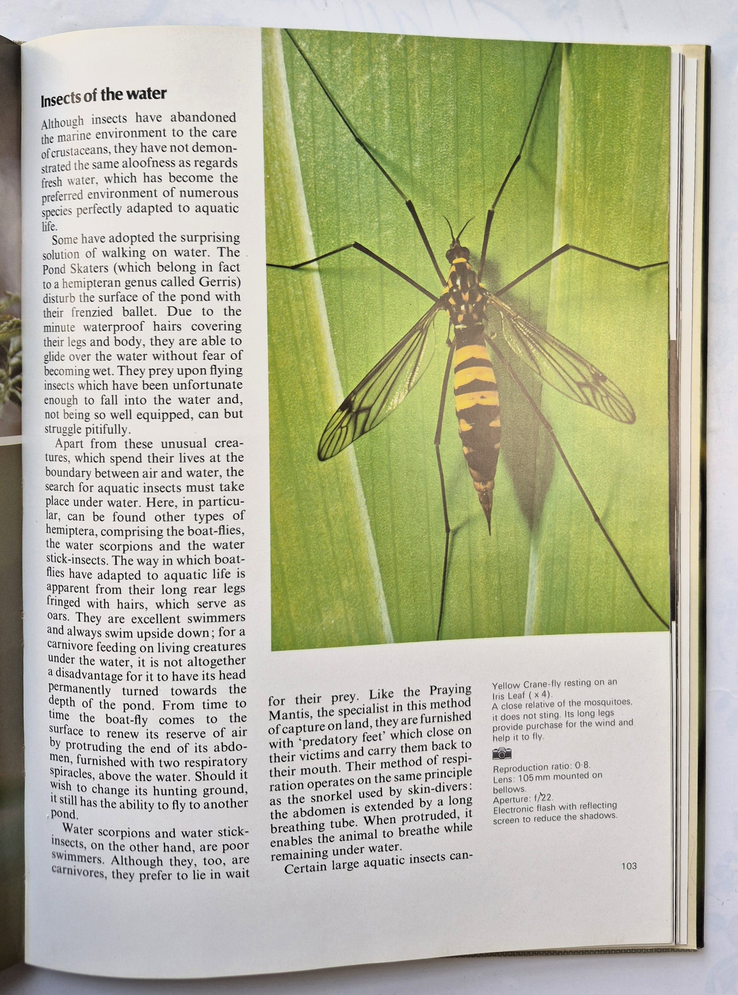 Photographing Nature von Claude Nuridsany; Marie Perennou (Sehr gut, 1975, HC, 157 S., Kaye & Ward)