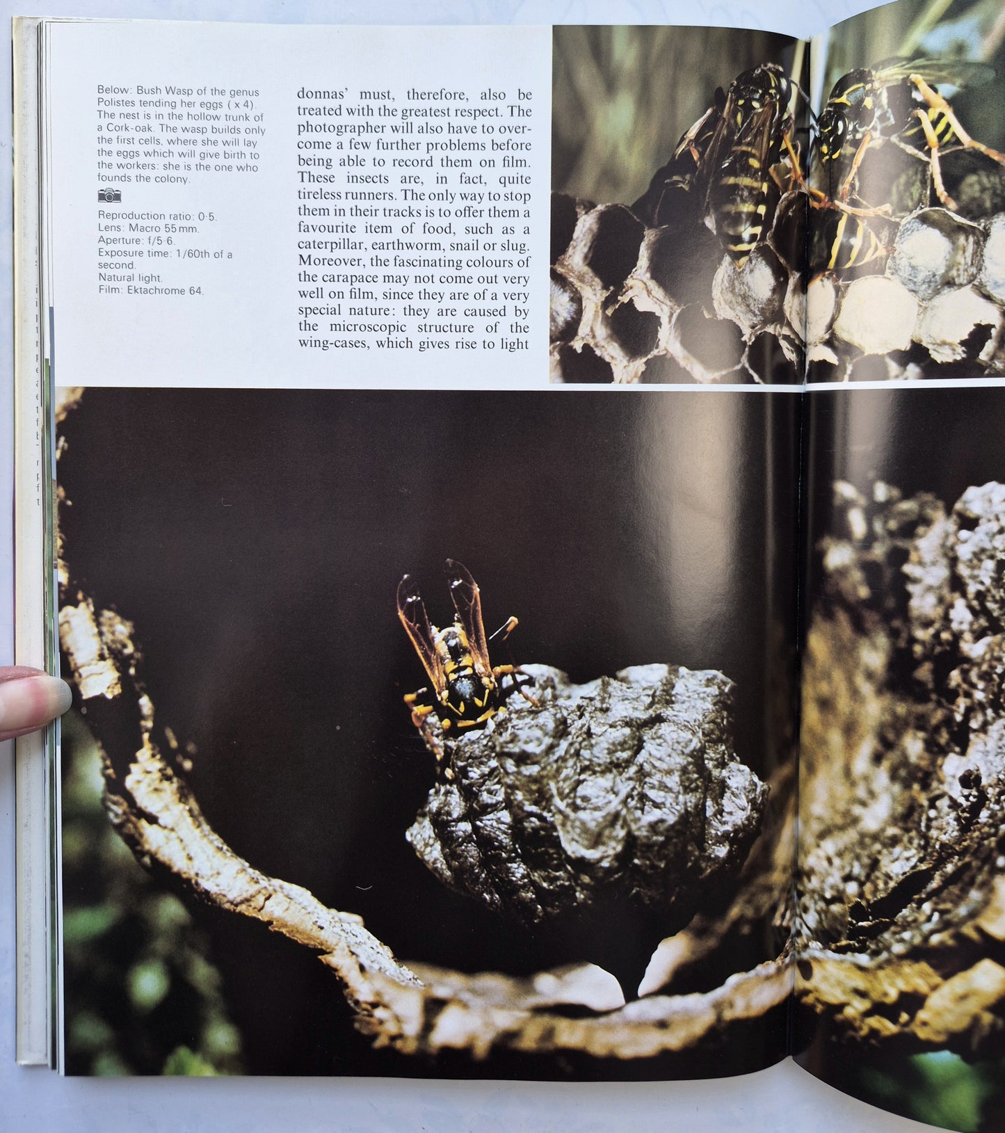 Photographing Nature von Claude Nuridsany; Marie Perennou (Sehr gut, 1975, HC, 157 S., Kaye & Ward)