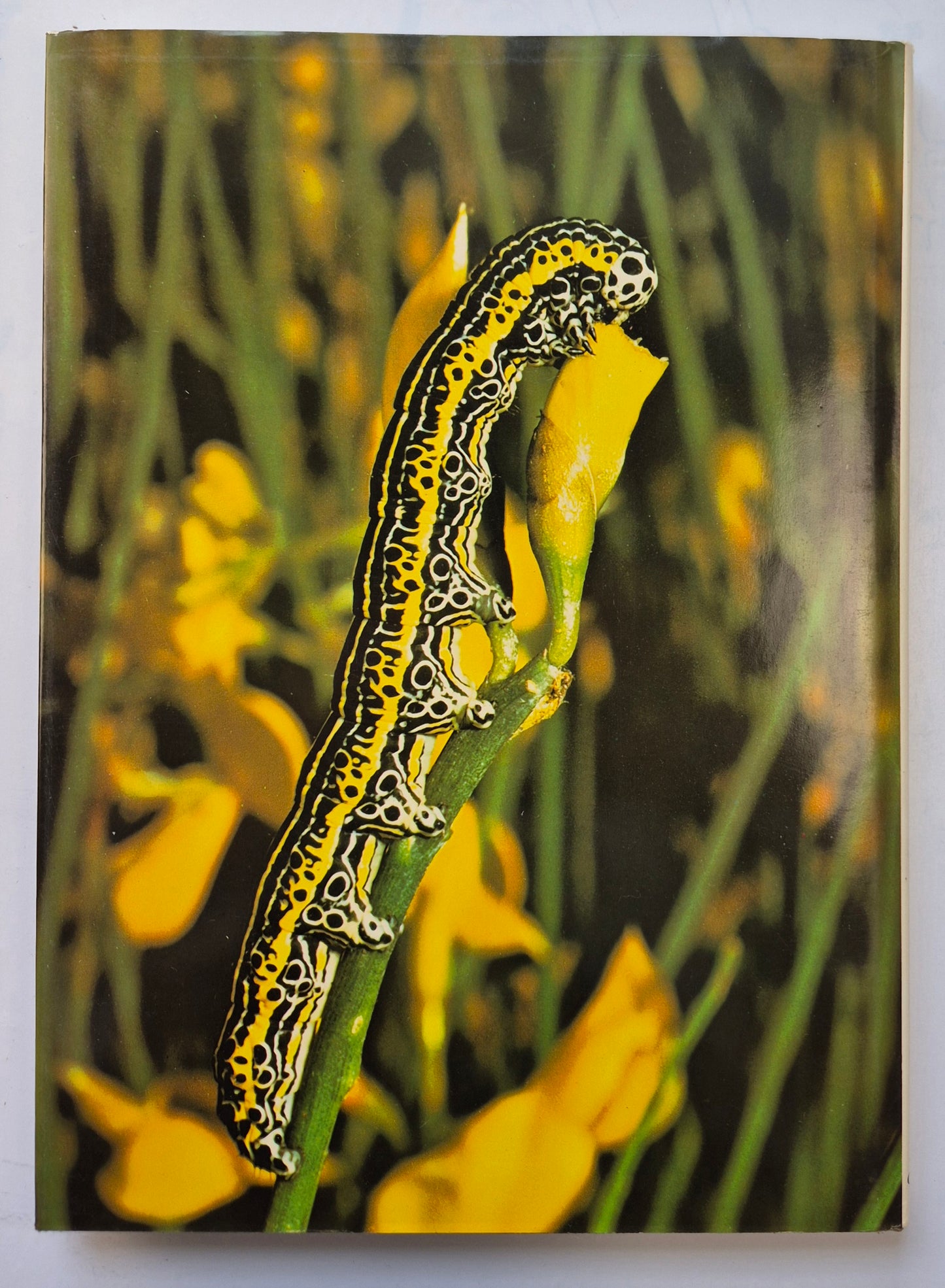Photographing Nature von Claude Nuridsany; Marie Perennou (Sehr gut, 1975, HC, 157 S., Kaye & Ward)