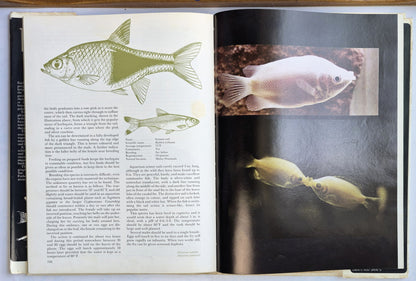 Tropische Fische von Douglas Gohm (Gut, 1971, gebunden, 143 S., Hamlyn)