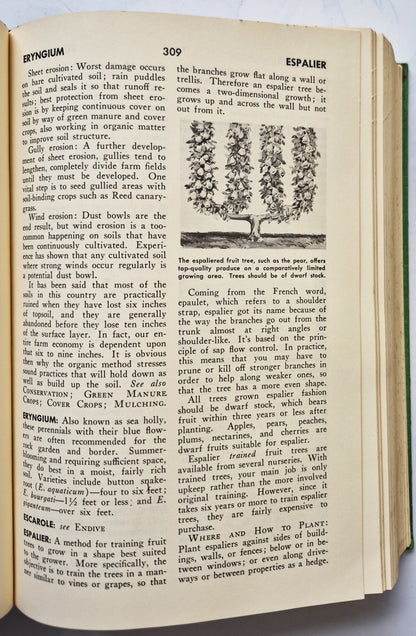 Rodale's Garden Problem Solver: Vegetables, Frutis, Herbs von Jeff Ball (Sehr gut, 1988, Gebundene Ausgabe, 350 Seiten, Rodale Press)