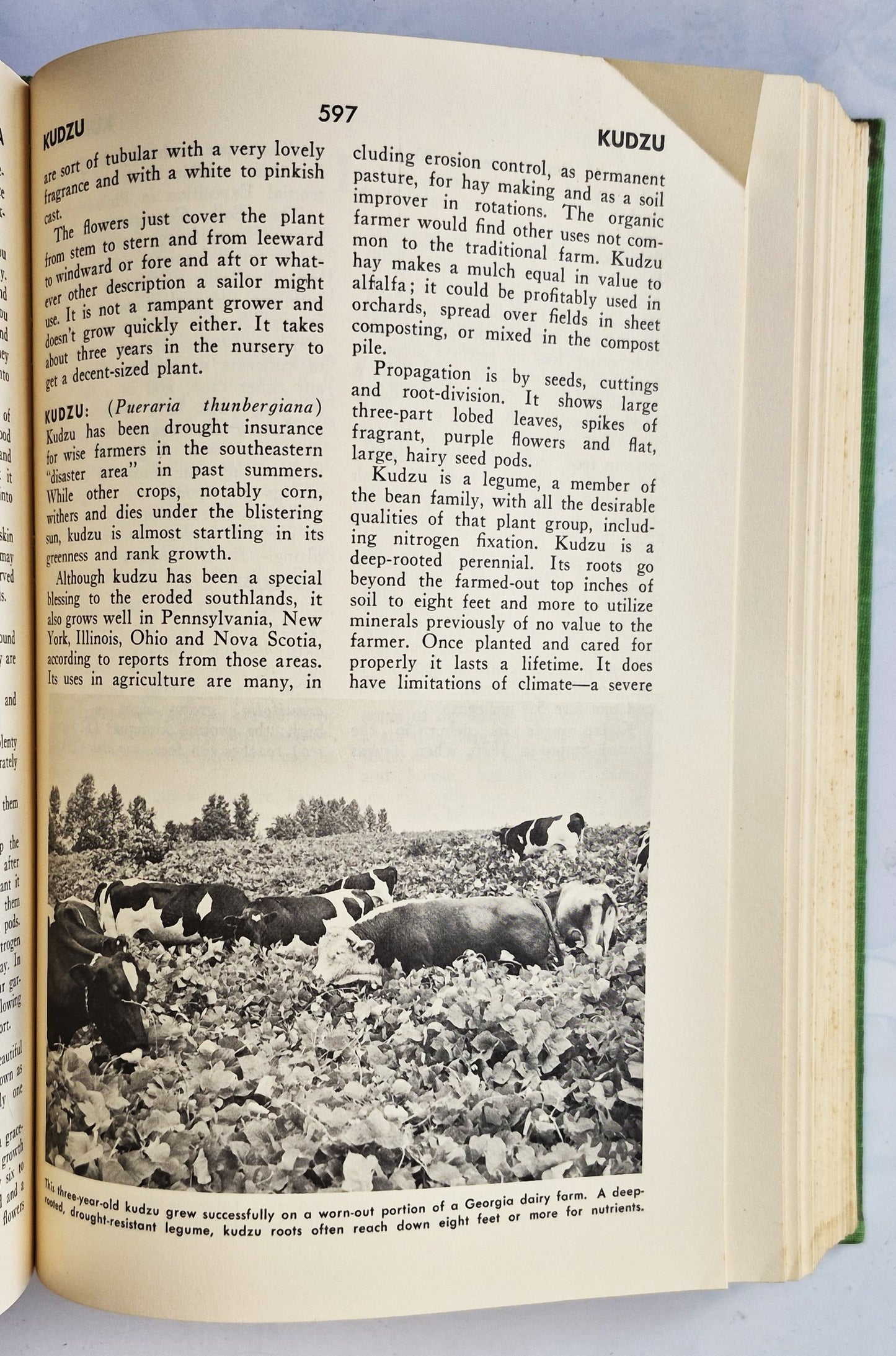 Rodale's Garden Problem Solver: Vegetables, Frutis, Herbs von Jeff Ball (Sehr gut, 1988, Gebundene Ausgabe, 350 Seiten, Rodale Press)