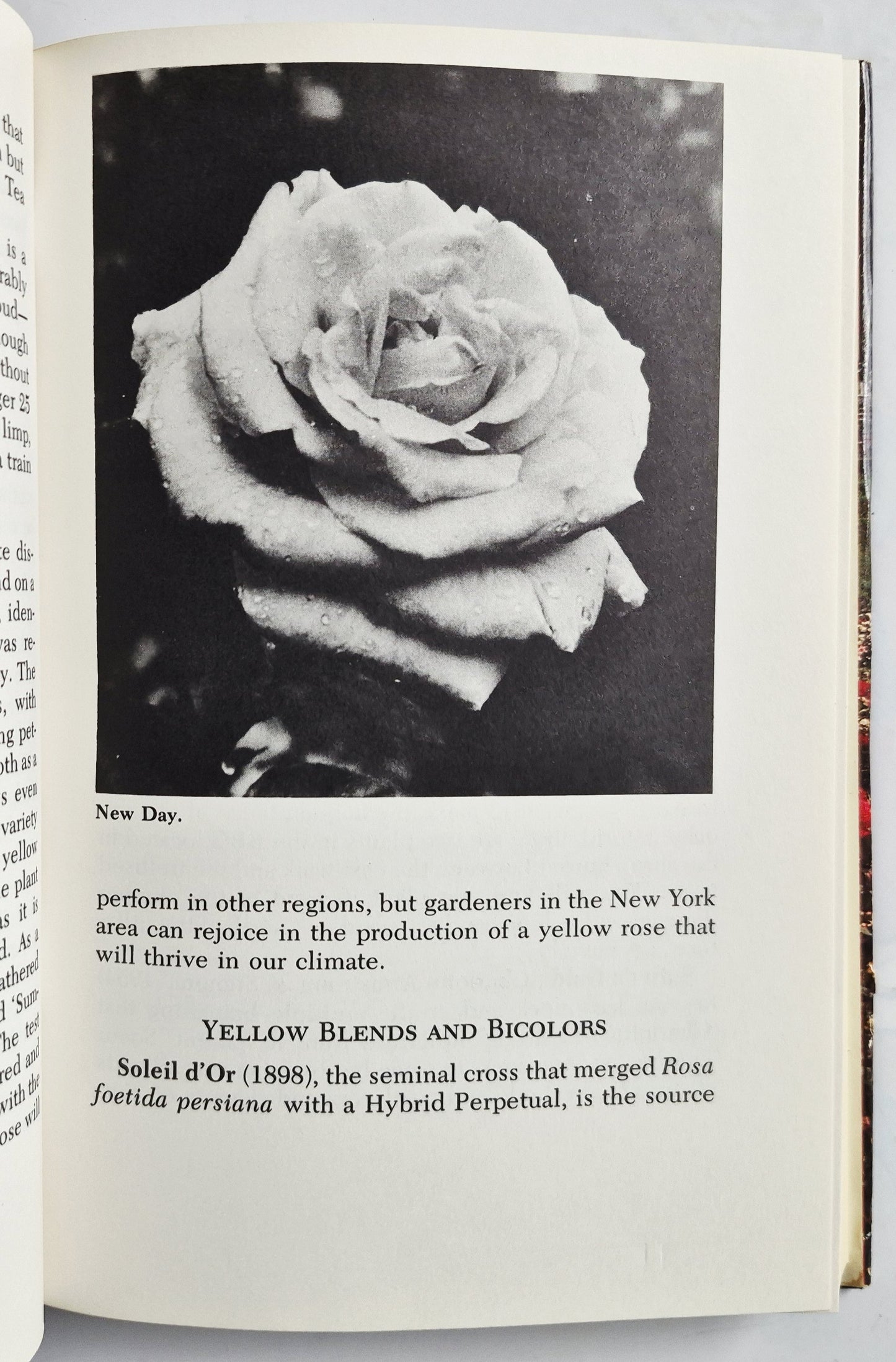 Peter Malins' Rose Book by Peter Malins; M. M. Graff (Very good, 1979, HC, 258 pgs, Dodd Mead & Co.)