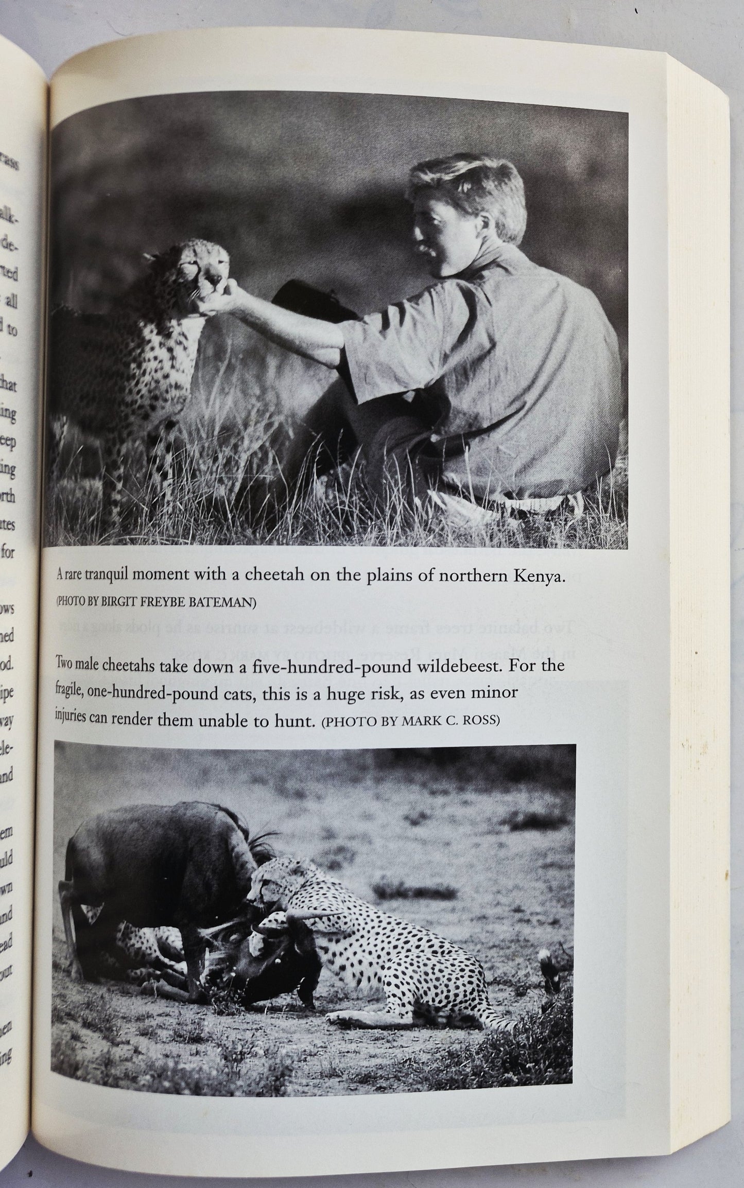 Dangerous Beauty: Life and Death in Africa by Mark C. Ross (Very Good, 2001, Pbk, 322 pgs, Hyperion Books)