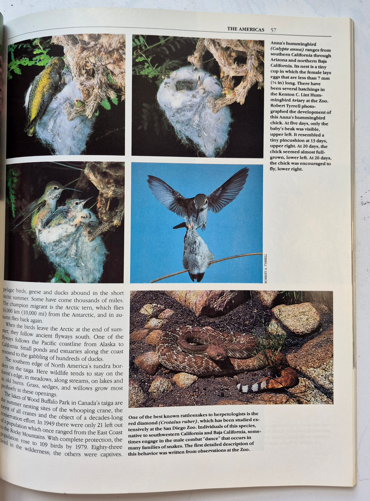 The San Diego Zoo 75th Birthday Edition by Bob Gray (Very good, 1990, Pbk, 136 pgs, Zoological Society of San Diego)