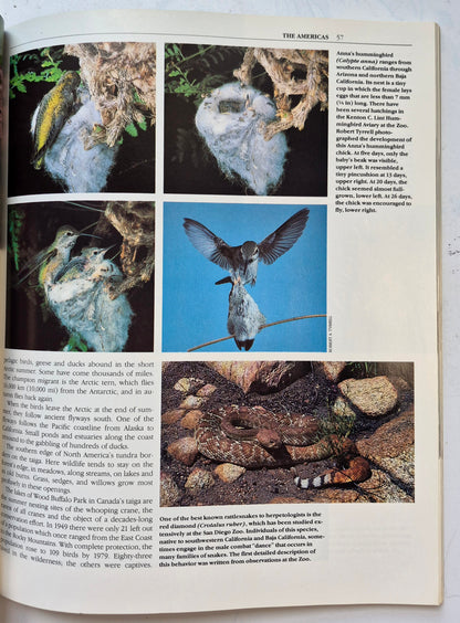 The San Diego Zoo 75th Birthday Edition by Bob Gray (Very good, 1990, Pbk, 136 pgs, Zoological Society of San Diego)
