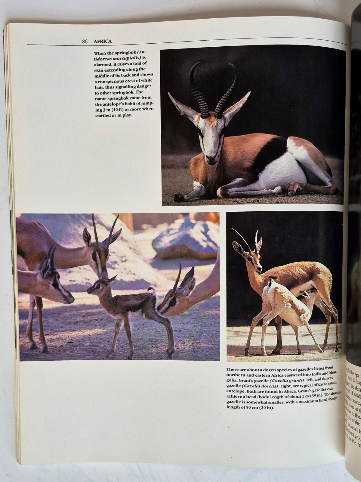 The San Diego Zoo 75th Birthday Edition by Bob Gray (Very good, 1990, Pbk, 136 pgs, Zoological Society of San Diego)