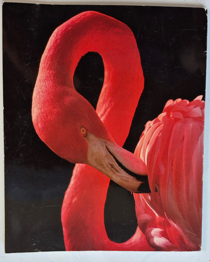 The San Diego Zoo 75th Birthday Edition by Bob Gray (Very good, 1990, Pbk, 136 pgs, Zoological Society of San Diego)