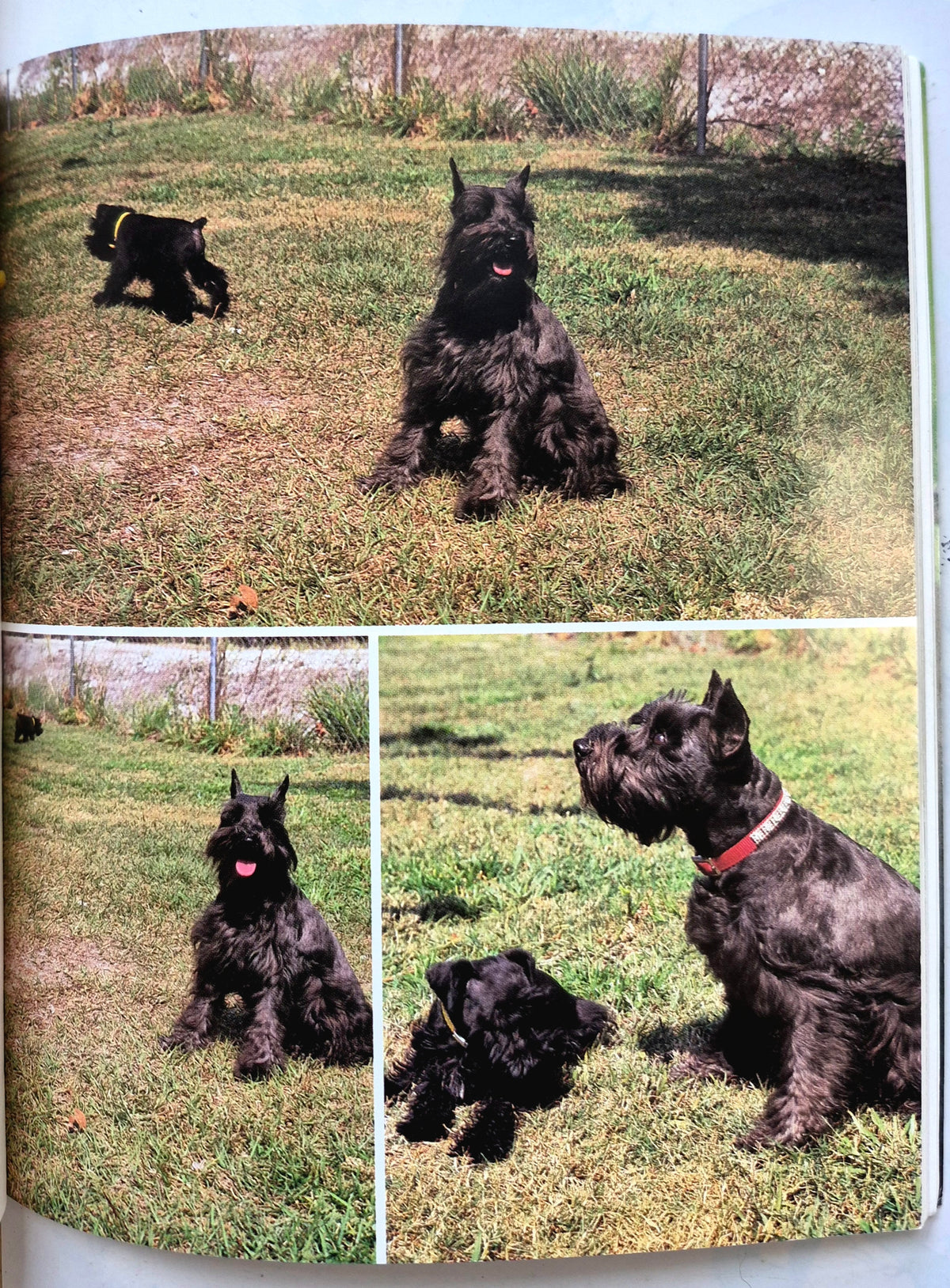 Schnauzers: A Complete Pet Owner's Manual by Fredric L. Frye (Very good, 1988, 80 pgs, Barron's)