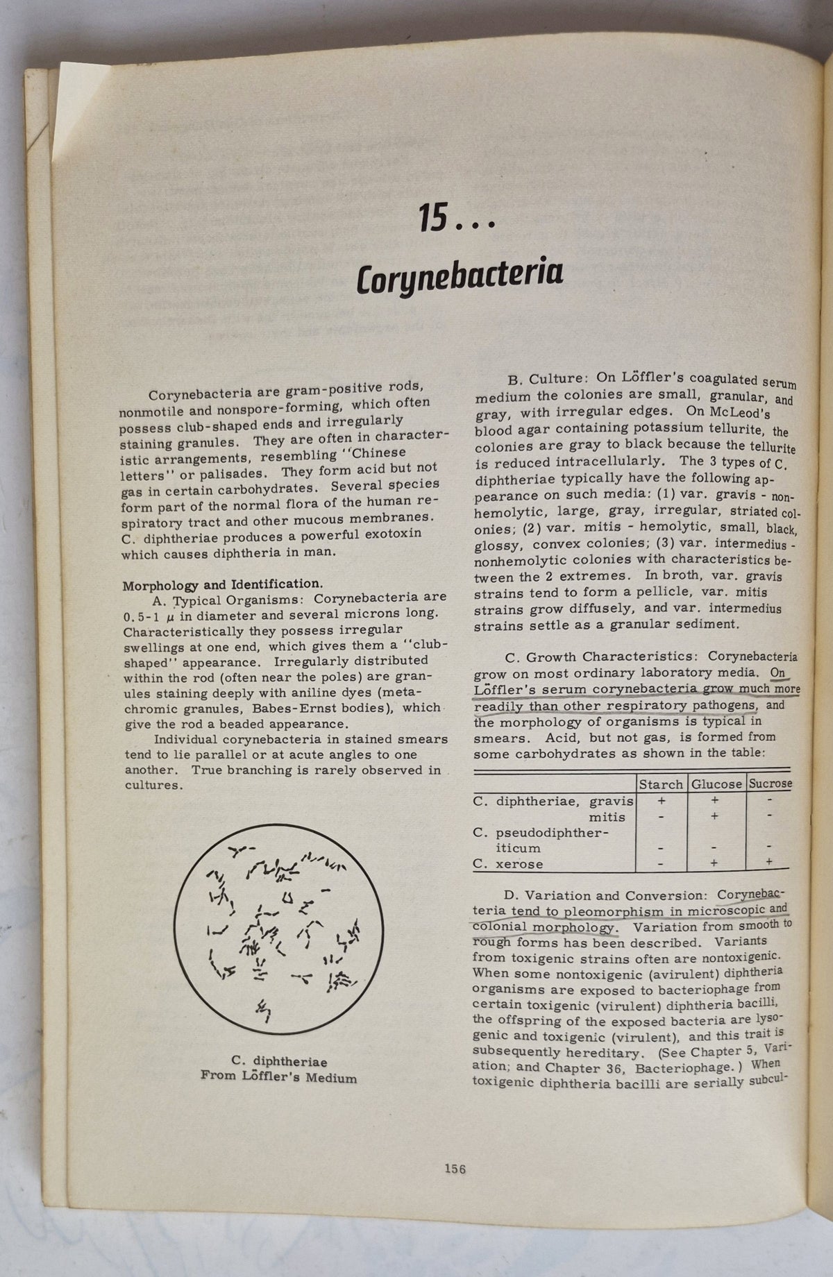 Review of Medical Microbiology Edition 5 by Ernest Jawetz; Joseph L. Melnick; Edward A. Adelberg (Good, 1962, Pbk, 400 pgs, Lange Medical Pub)