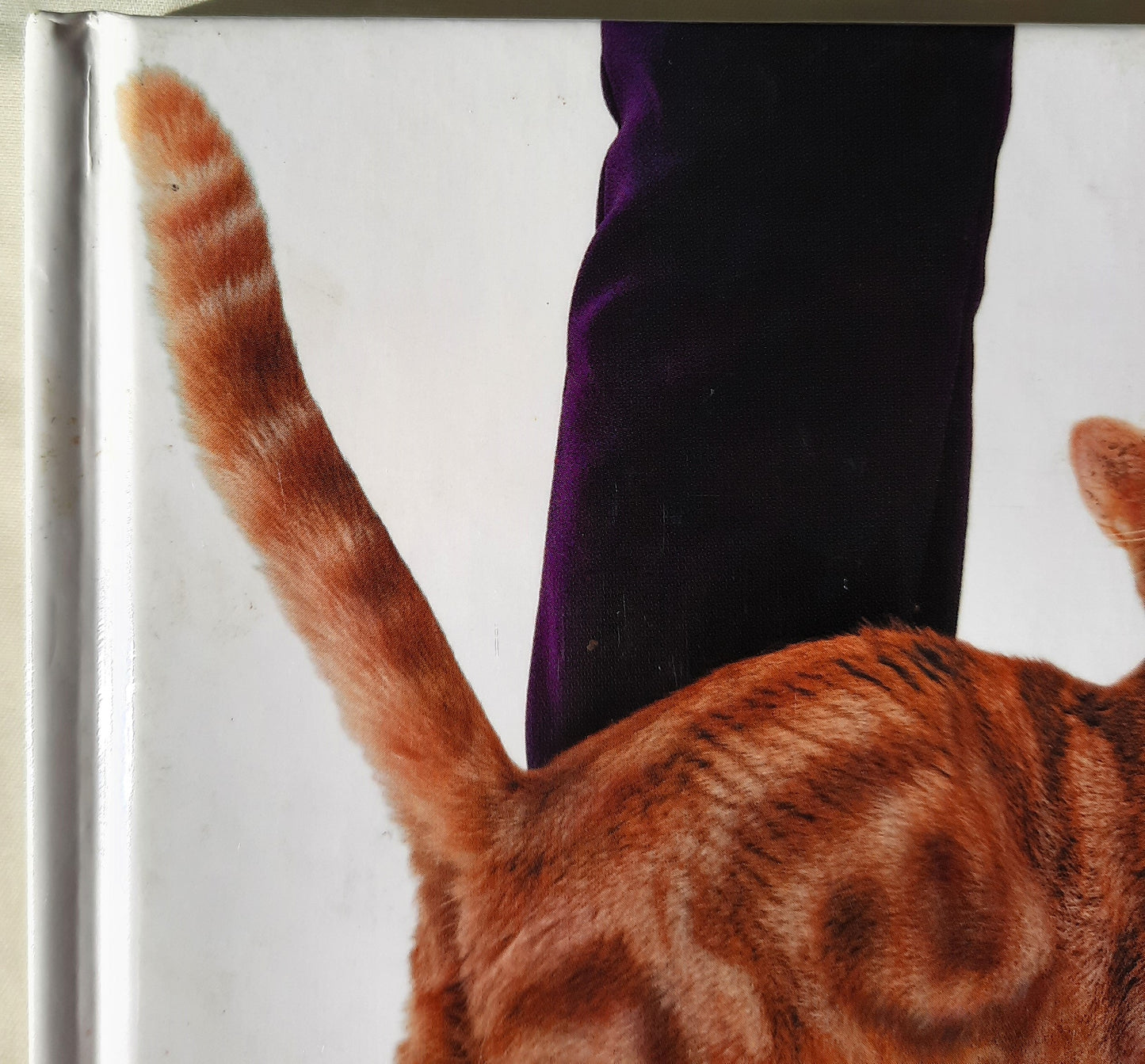 What Is My Cat Thinking? by Gwen Bailey (Very good, 2002, HC, 96 pgs)