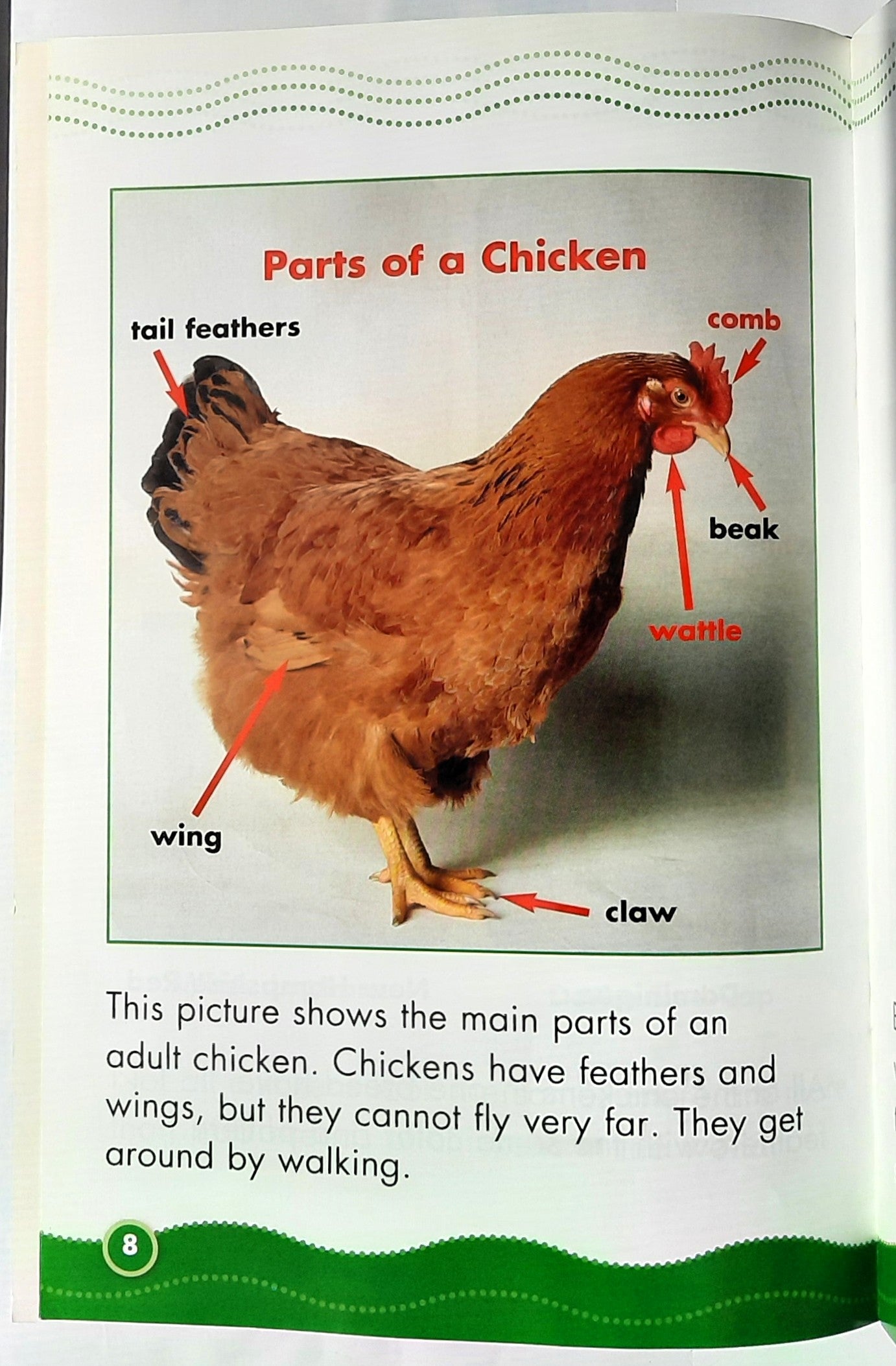 Science Vocabulary Readers: Chick Life Cycle by Elizabeth Bennett (Very good, 2007, Pbk, 24 pages, Scholastic)