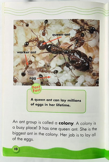 Science Vocabulary Readers: Fantastic Ants by Elizabeth Bennett (Very good, 2008, Pbk, 24 pages, Scholastic)