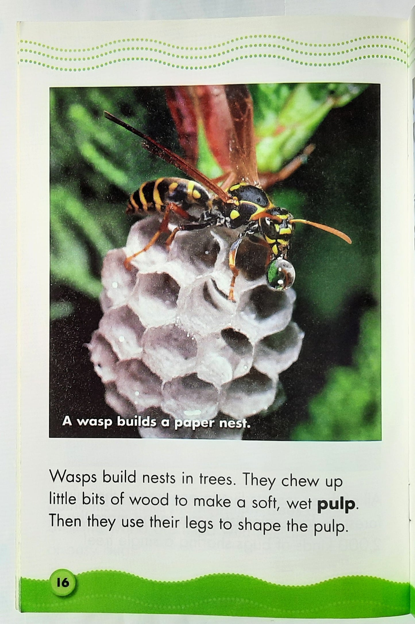 Science Vocabulary Readers: Insect Homes by Lydia Carlin (Very good, 2008, Pbk, 24 pages, Scholastic)