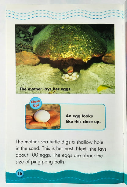 Science Vocabulary Readers: Sea Turtles by Lydia Carlin (Very good, 2008, Pbk, 24 pages, Scholastic)